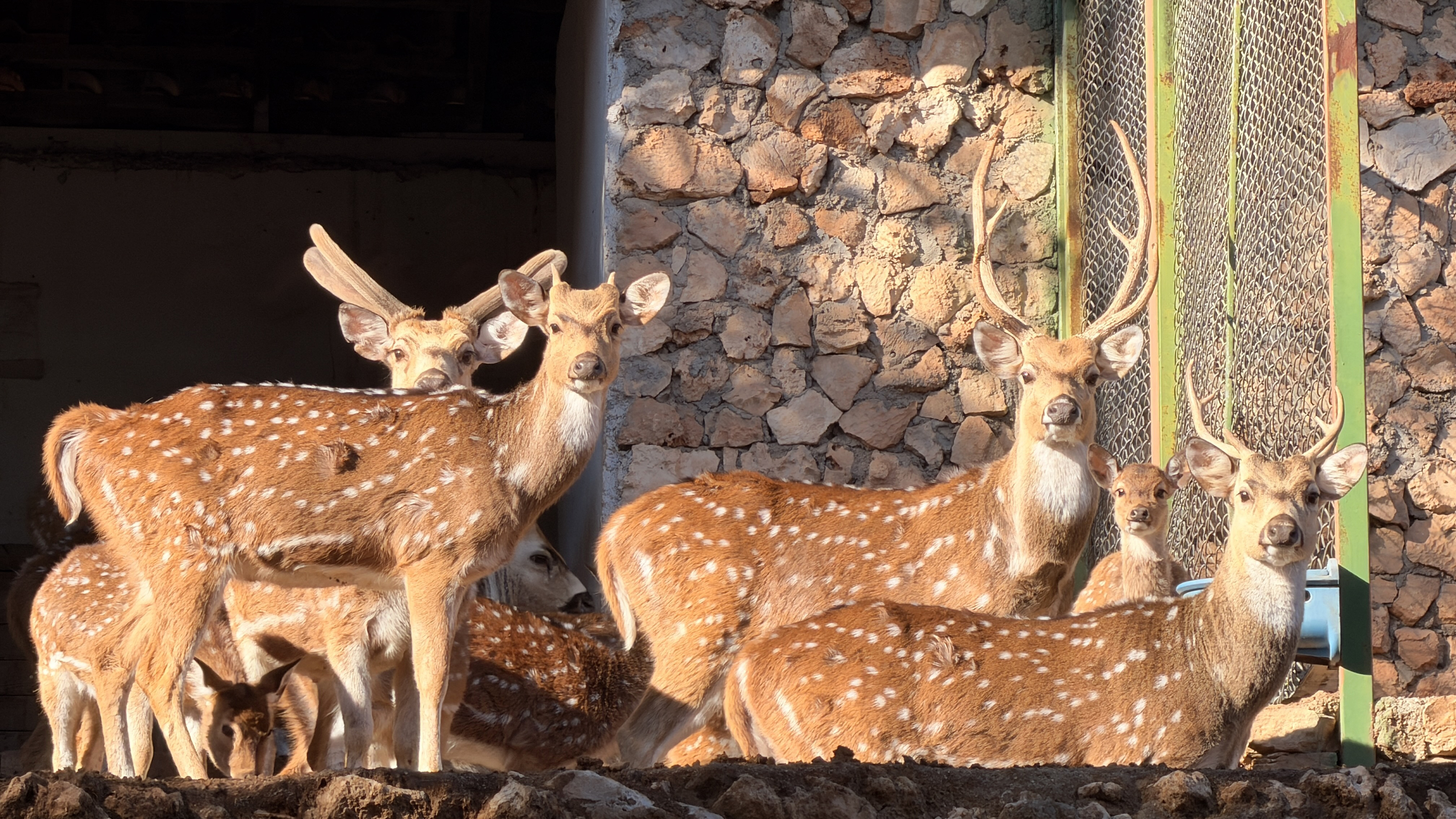 A N T A L Y A D O G A L Y A S A M P A R K I N I N 2026 D A I L 1126815 334418