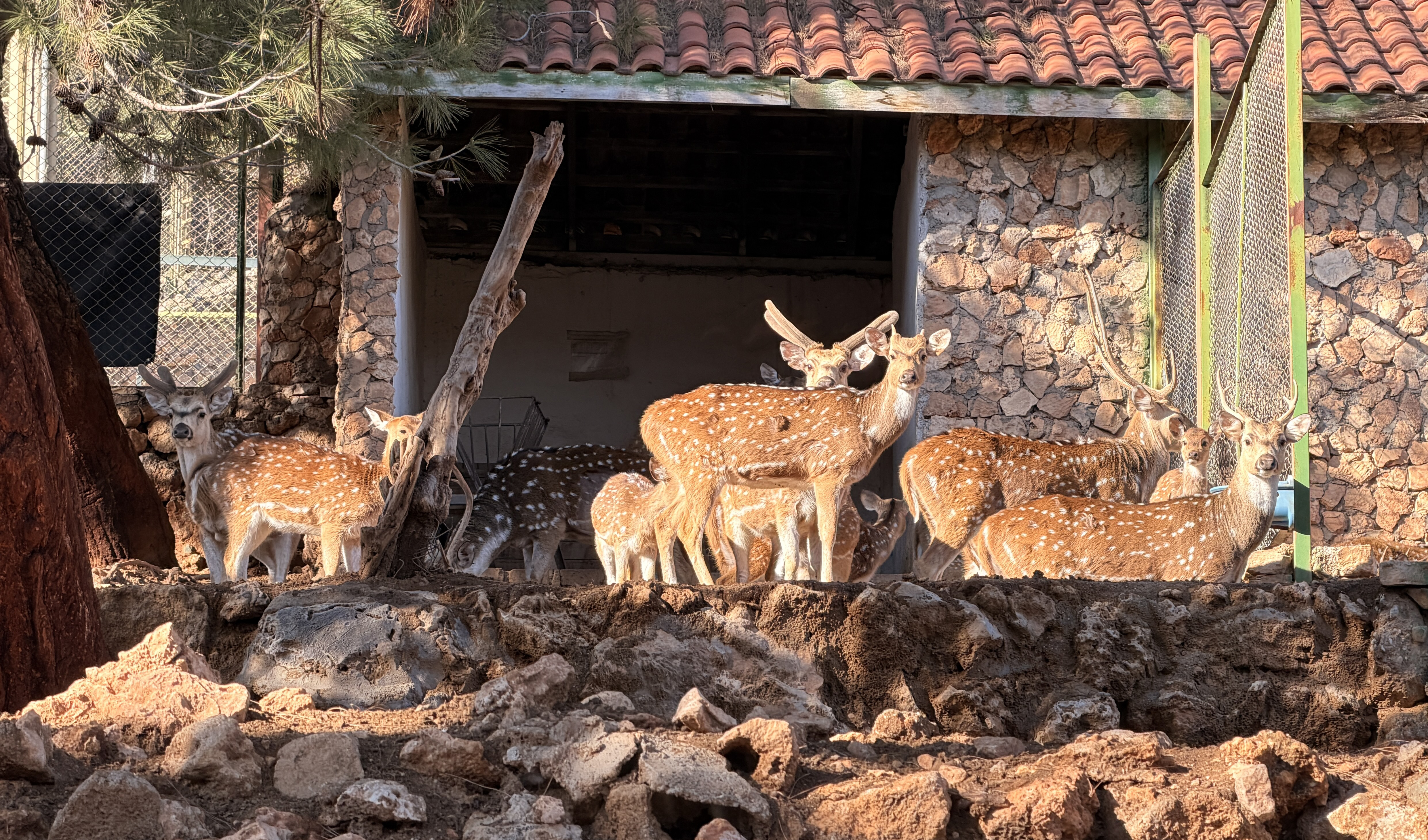 A N T A L Y A D O G A L Y A S A M P A R K I N I N 2026 D A I L 1126818 334418