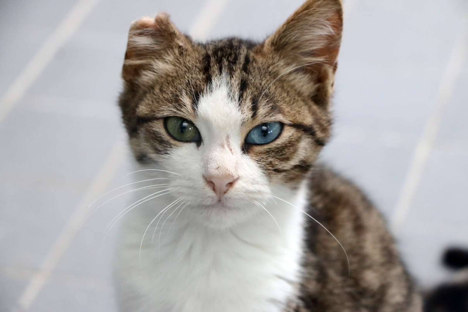 B U Y U K S E H I R’ D E N P E T S H O P S A H I P L E R I N E U C R E T 1125389 333982