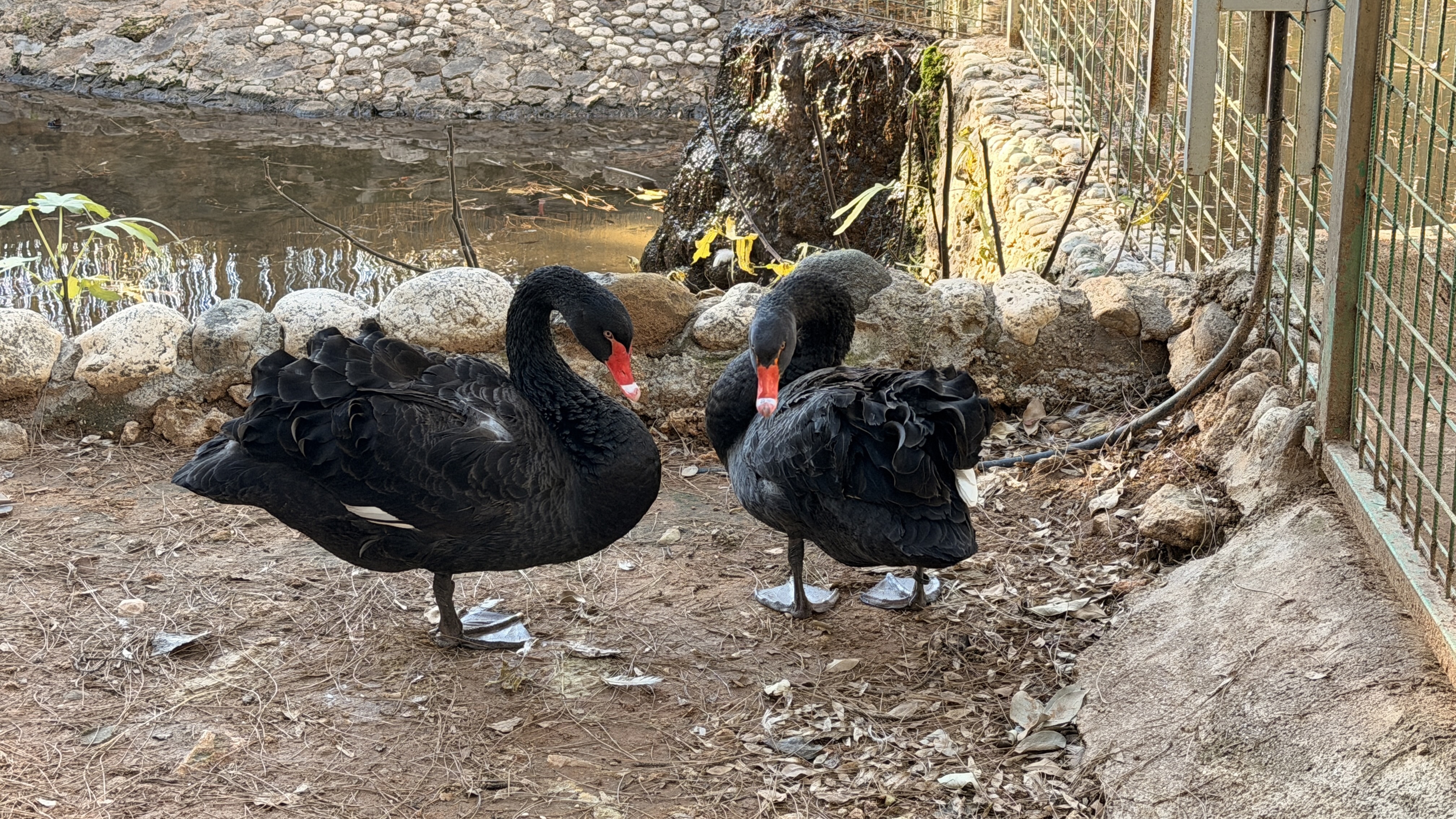 D O G A N I N S A D I K E S L E R I S I Y A H K U G U L A R D A K U L 1136159 337298