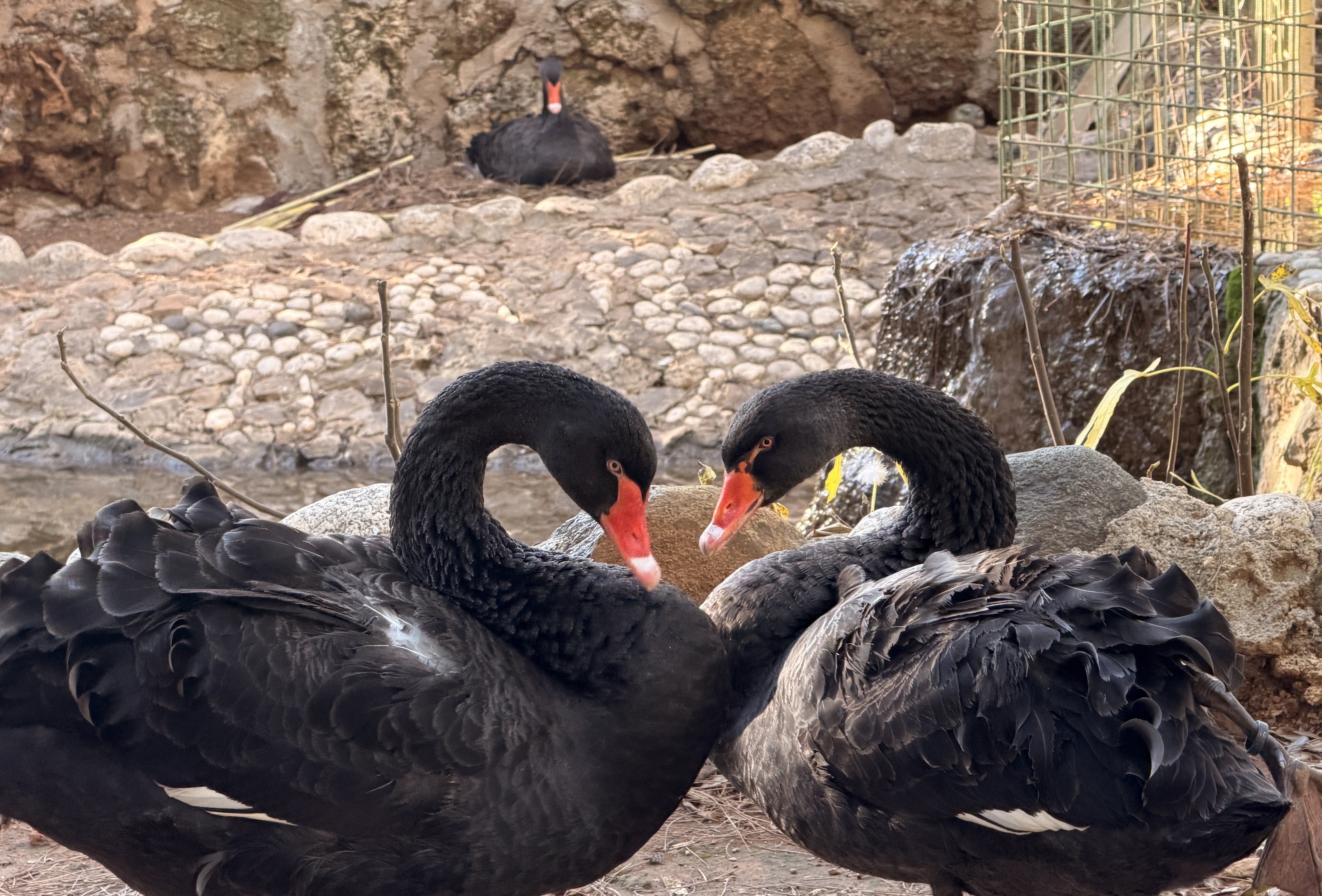 D O G A N I N S A D I K E S L E R I S I Y A H K U G U L A R D A K U L 1136161 337298