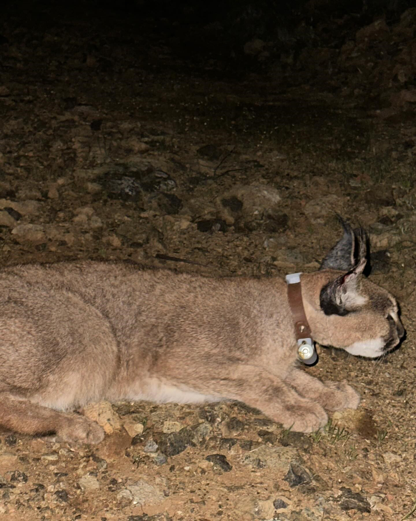 Dr. Ilemin Karakulak Turunu Akdeniz Eko 1116634 331531 (1)
