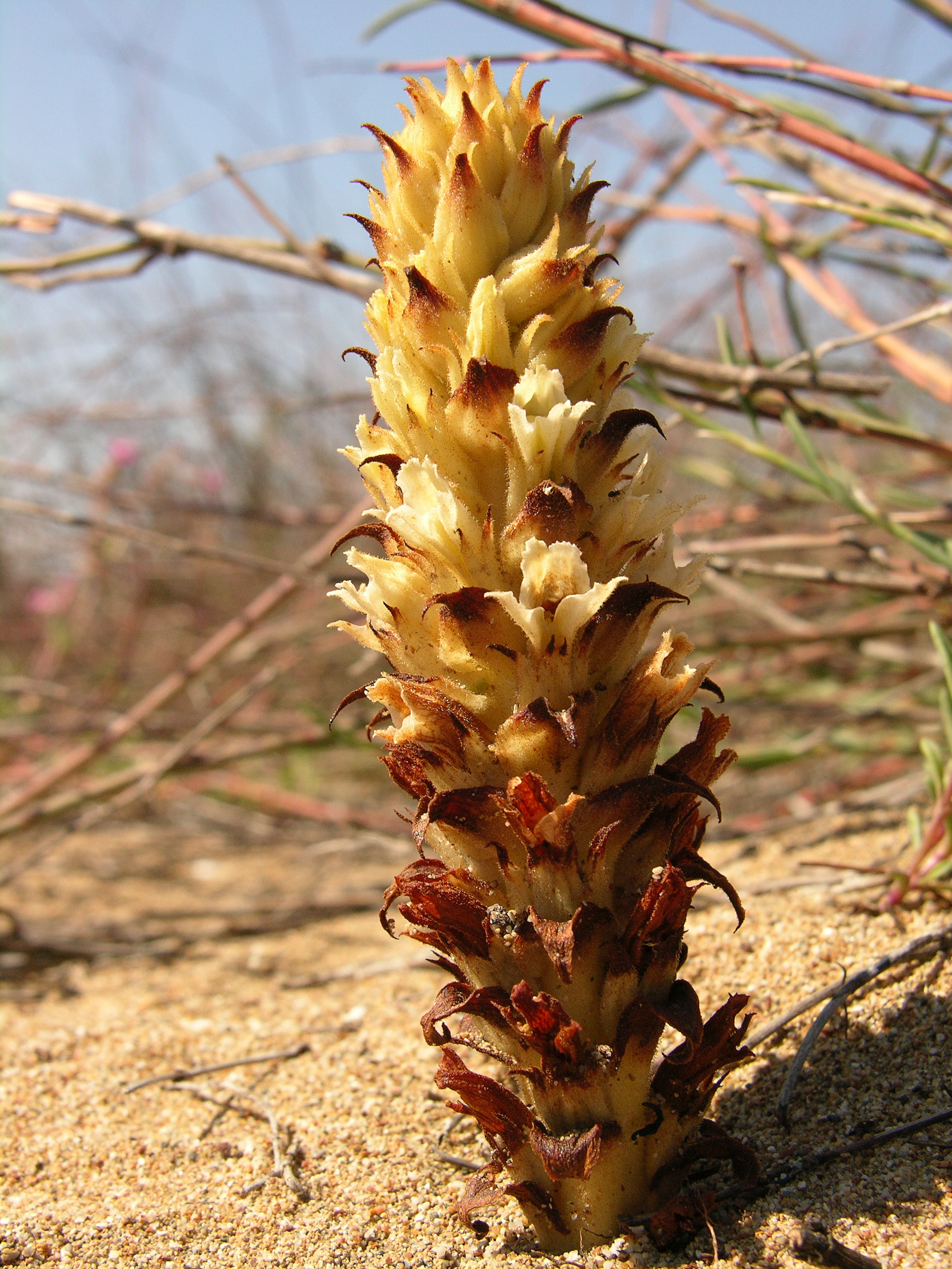 E N D E M I K T U R U K O P A R M A N I N C E Z A S I 699 B I N 2 1121757 332908