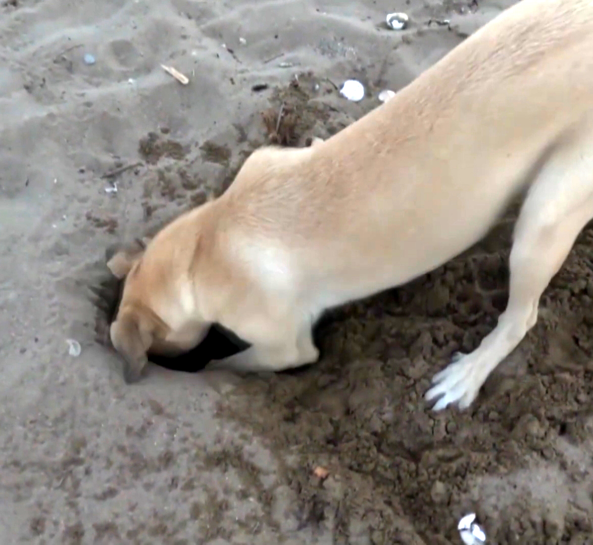 H E R 10 C A R E T T A Y U V A S I N D A N 1 I T A H R I P O L D 1093757 324664