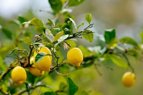 Limon-6