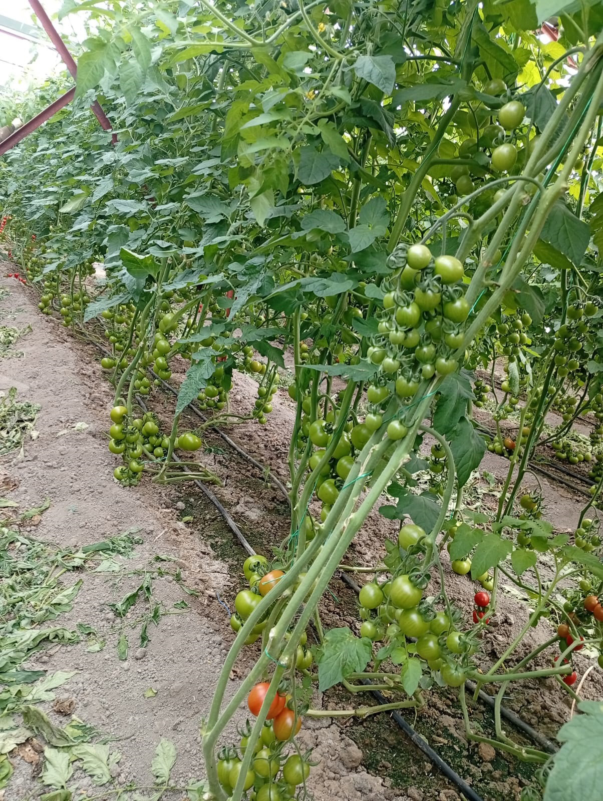 O R M A N A R A Z I L E R I N D E K I S E R A L A R I N Y I K I M I E R 1115145 331048