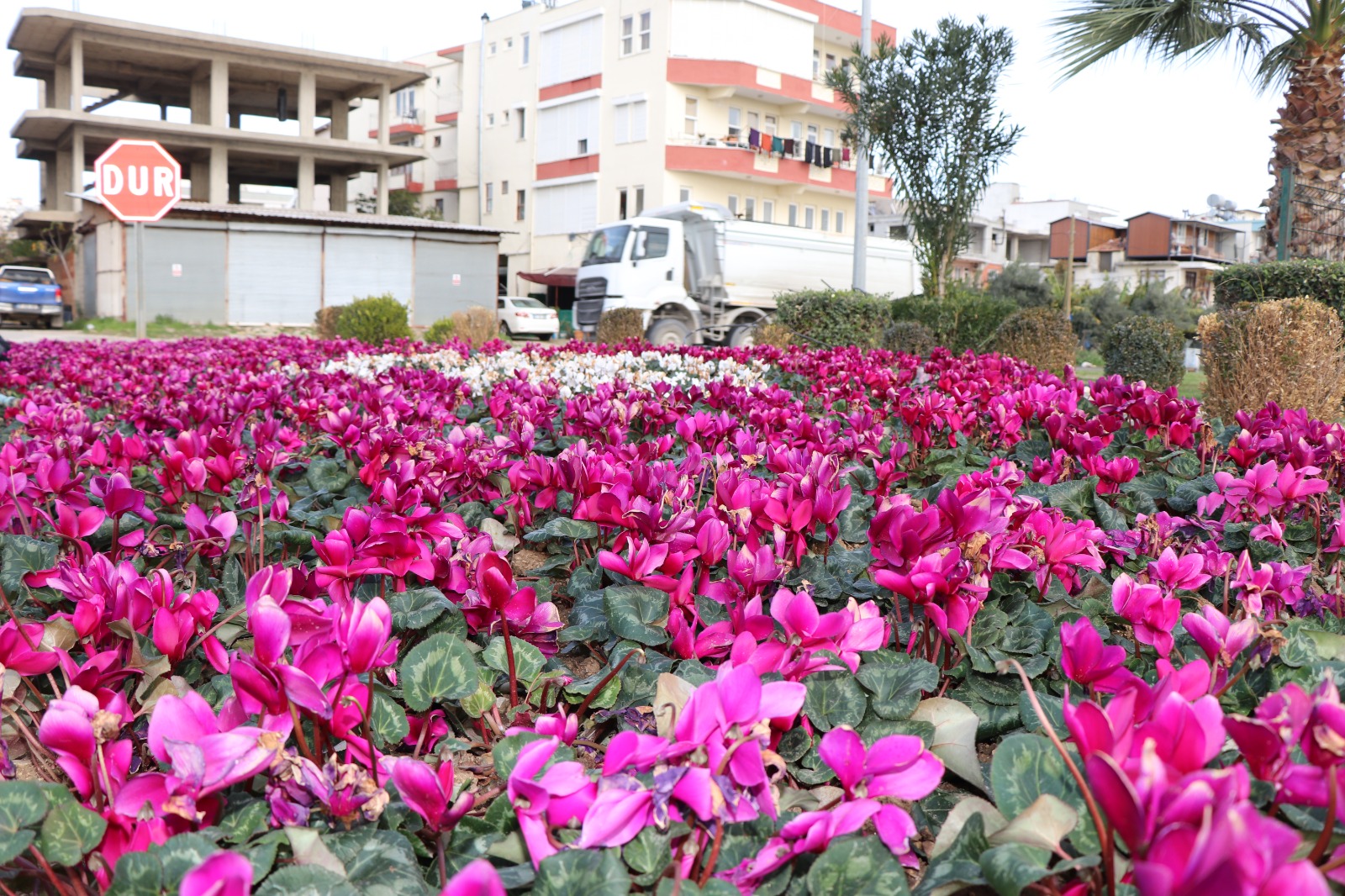 P A R K V E B A H C E L E R D E K I S C A L I S M A L A R I 1099081 326245