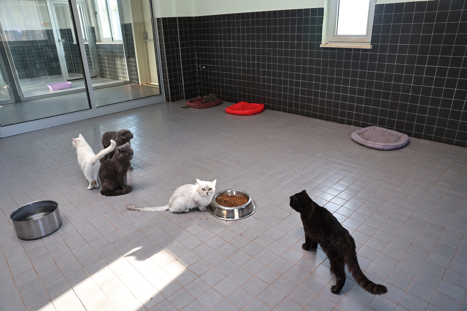 S O K A K H A Y V A N L A R I G E C I C I B A K I M E V I C A N D O S 1100784 326792