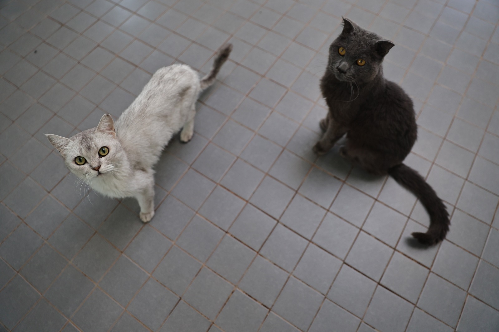 S O K A K H A Y V A N L A R I G E C I C I B A K I M E V I C A N D O S 1100785 326792