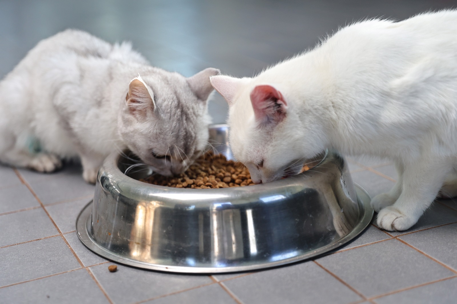 S O K A K H A Y V A N L A R I G E C I C I B A K I M E V I C A N D O S 1100786 326792