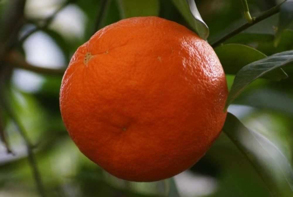 Turunç Reçeli Tarifi (1)-1