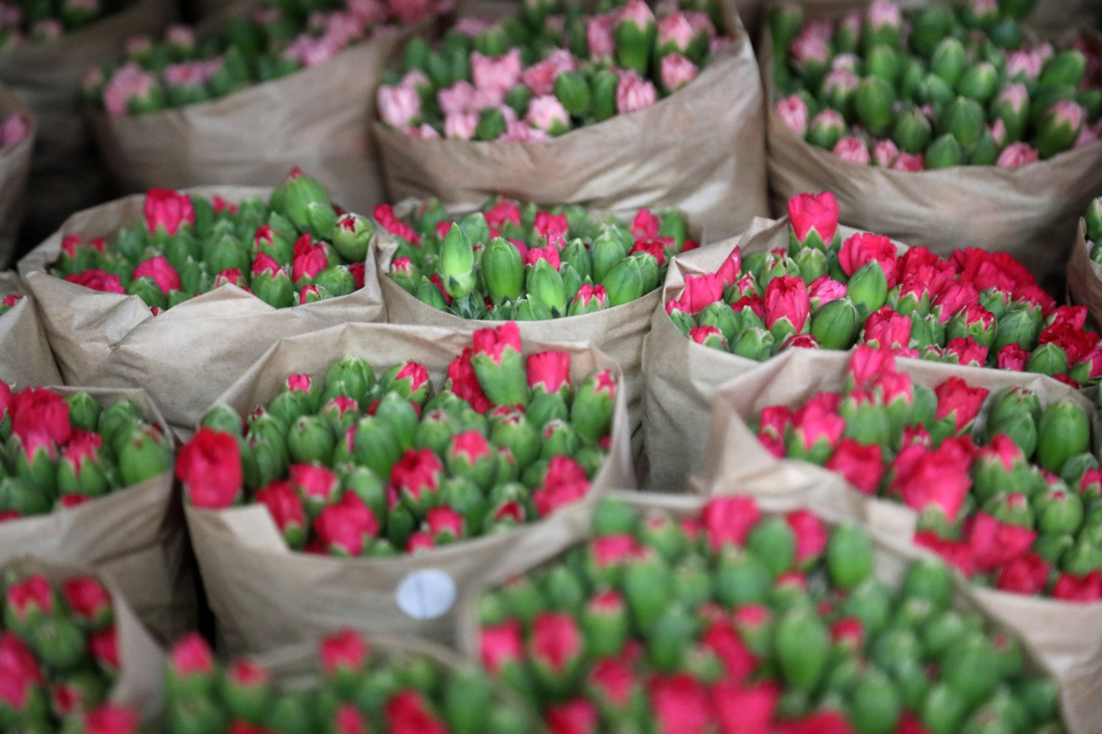 A N T A L Y A D A N S E V G I L I L E R G U N U I C I N A V R U P 1158222 343911