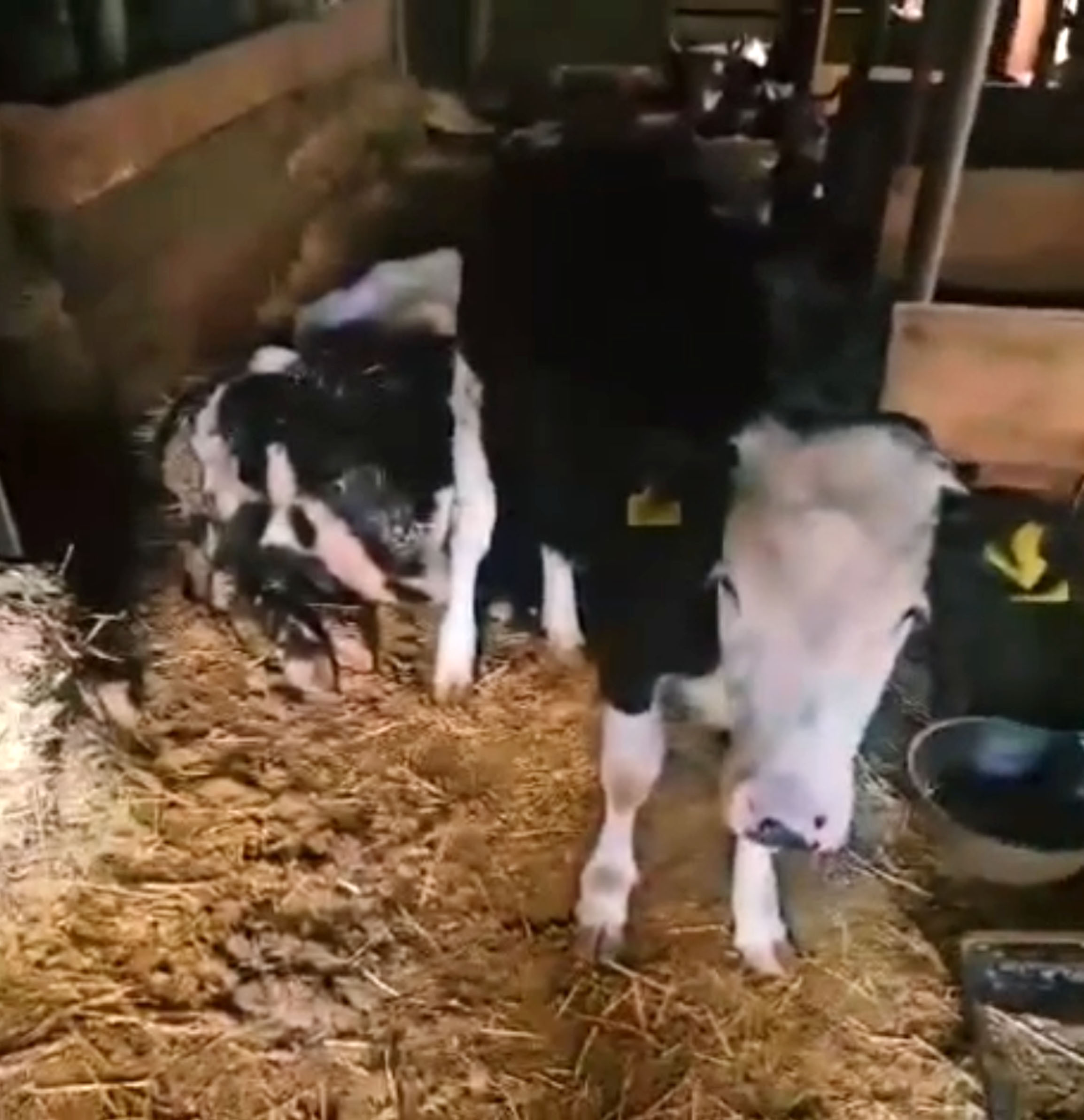 A S I R I Y A G I S T A M A H S U R K A L A N C O B A N V E H A Y V 1159926 344446