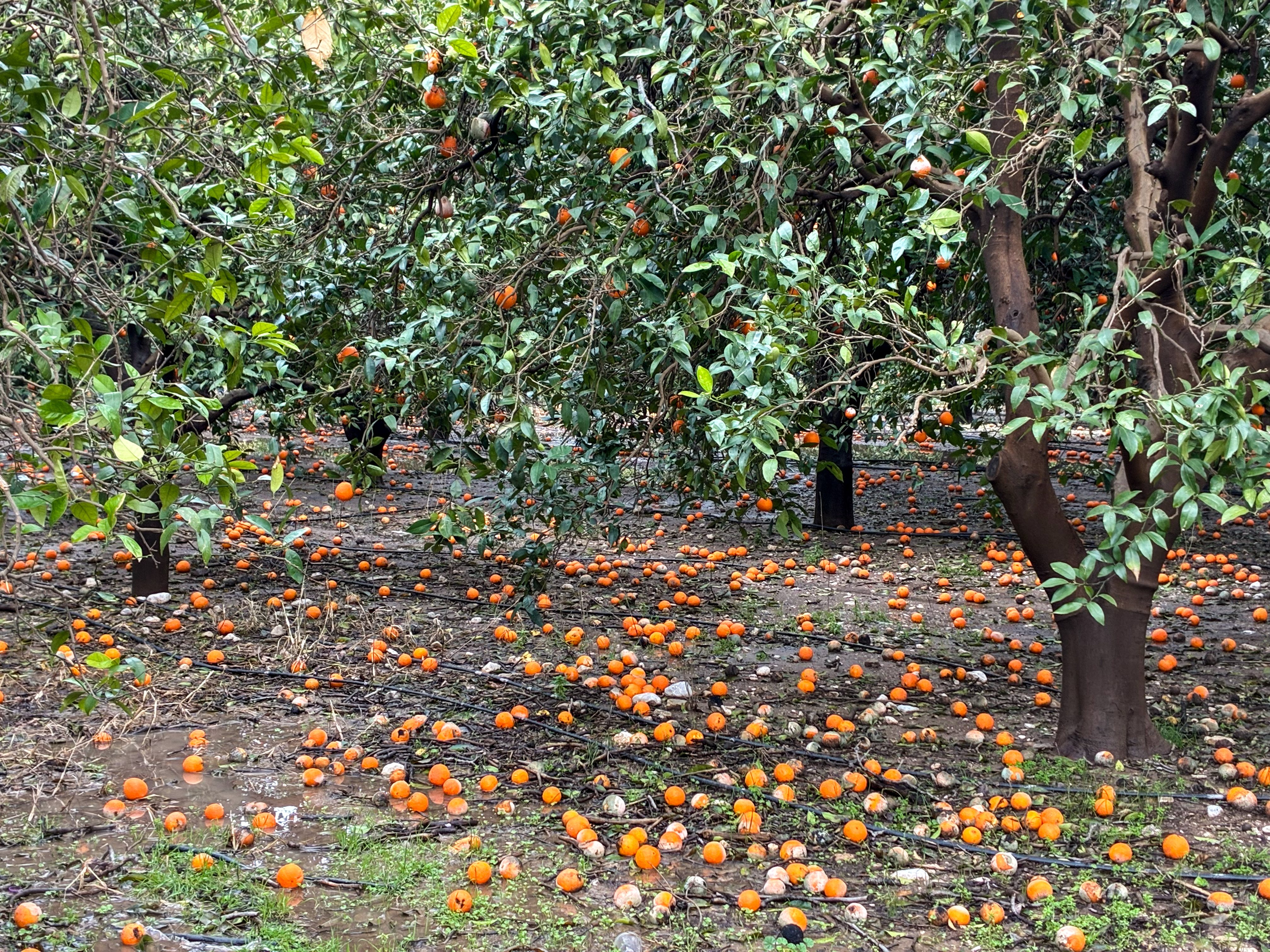 Antalyayi Saganak Vurdu 7 Ilcede Okull 1165935 346347 (1)