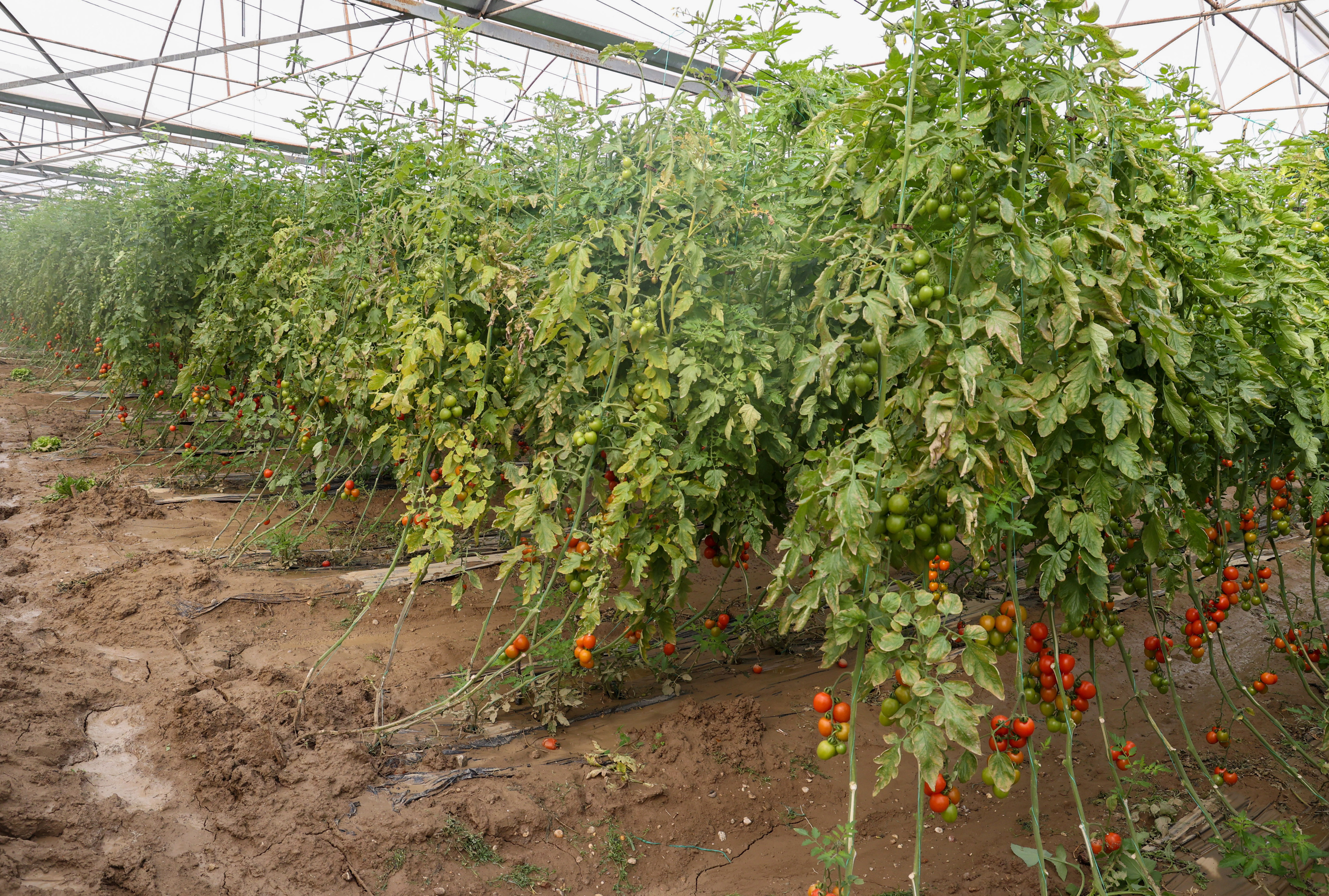 G E C E N H A F T A K I Y A G I S V E H O R T U M U N A N T A L Y A 1155063 343003