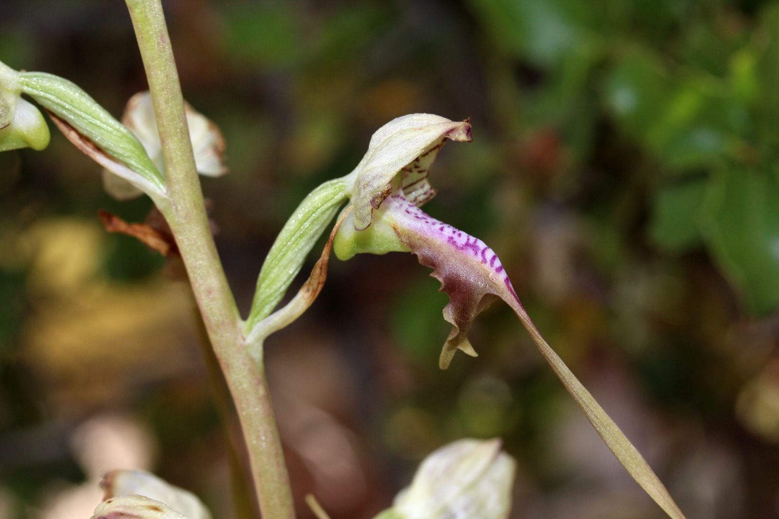 G P S V E R I L E R I I N C E L E N D I O R K I D E L E R D E K A C 1147432 340746