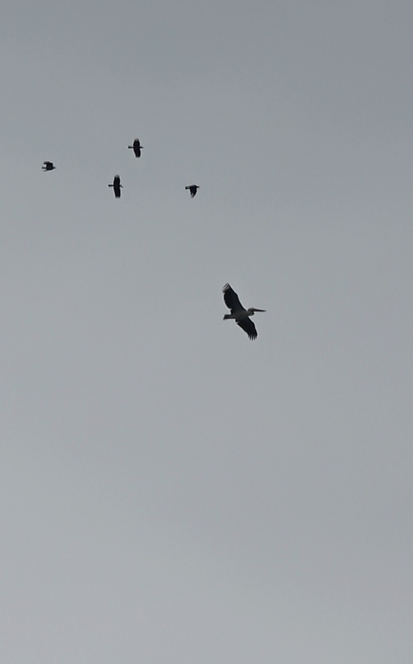 K O N Y A A L T I S A H I L I N D E L E Y L E K S U R P R I Z I 1179753 350446