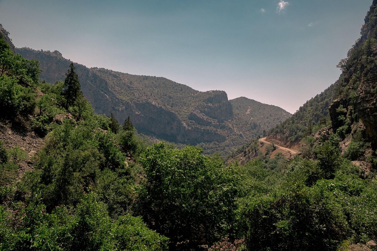 Orman (2)