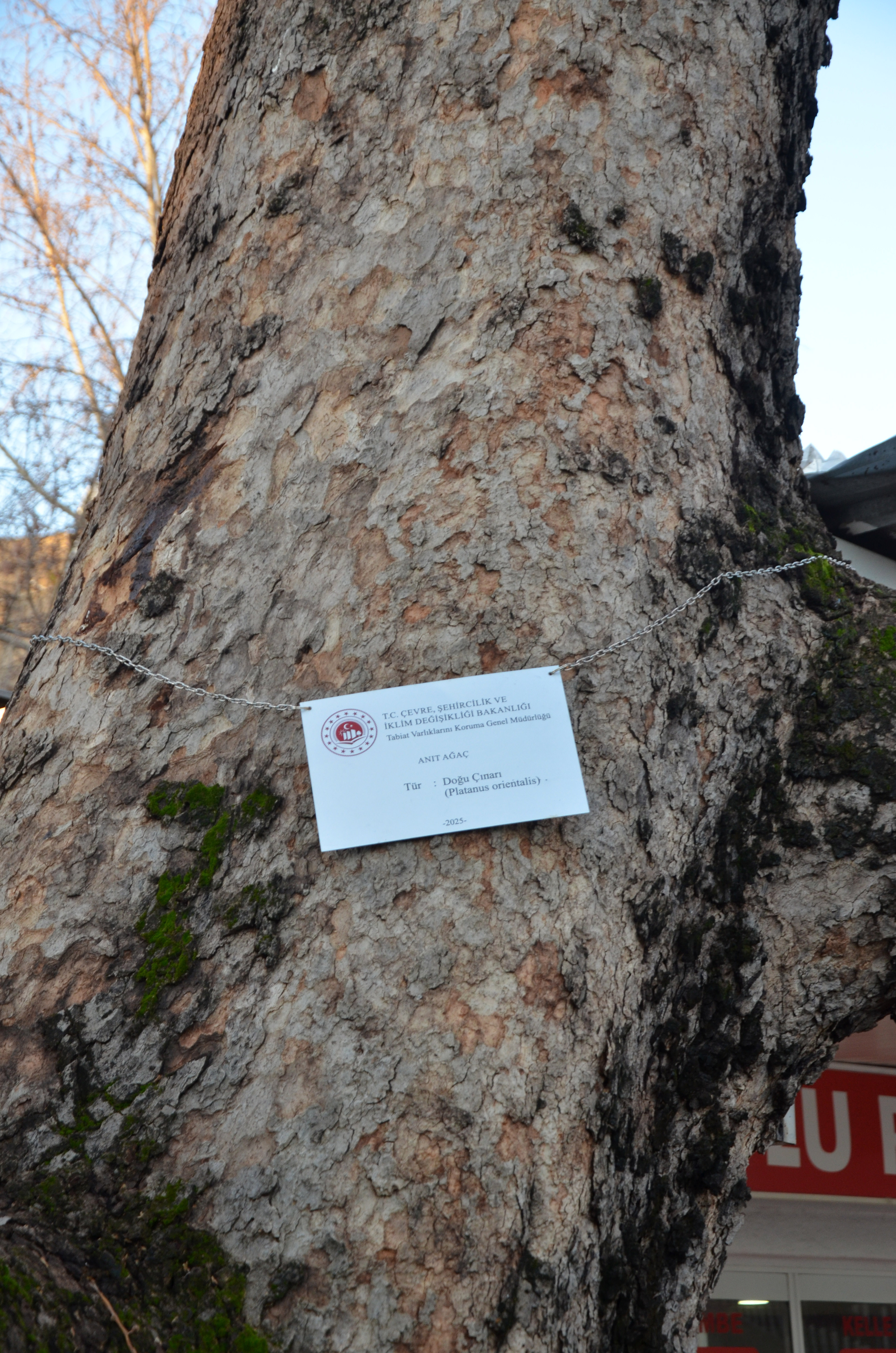 S E R I K I N S I M G E S I C I N A R L A R K O R U M A Y A A L I N D 1161637 345016