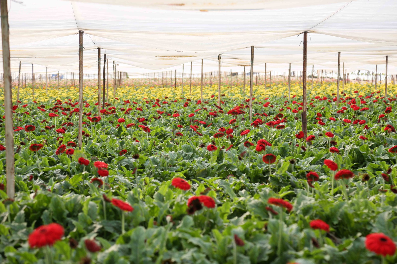 T U R K C I C E G I N D E 160 M I L Y O N D O L A R L I K I H R A C 1161469 344962