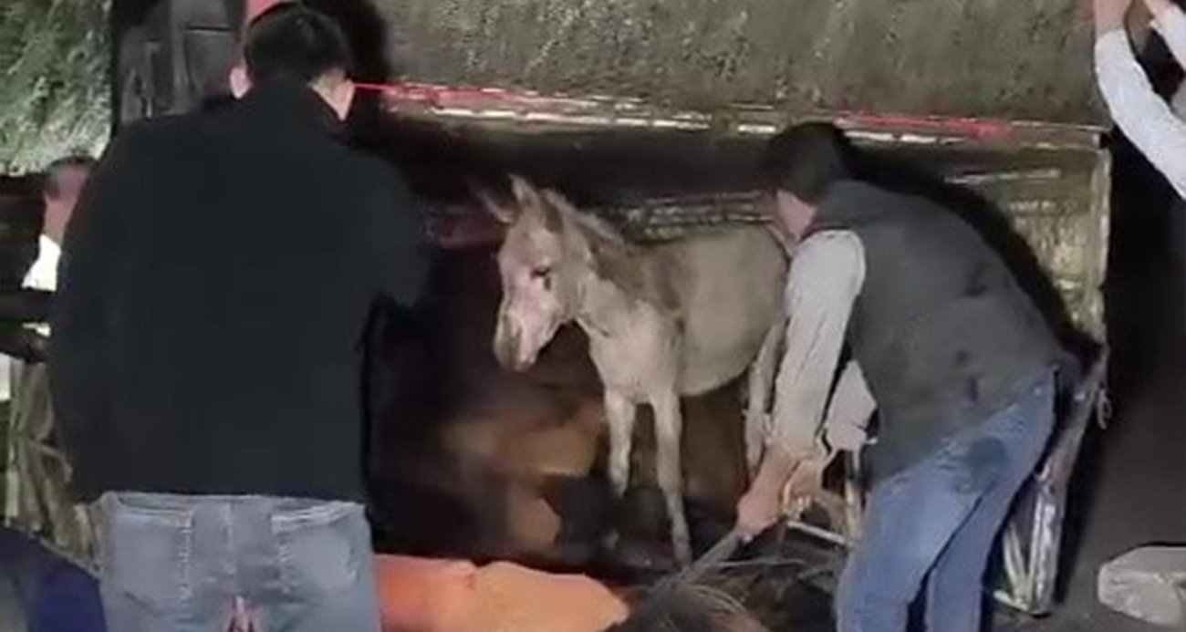 Kasası eşek dolu kamyonet yola devrildi