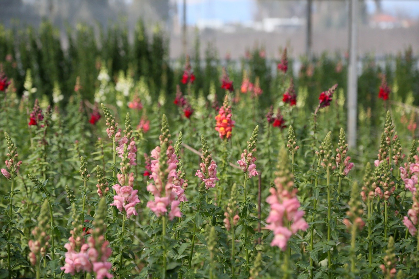 A N T A L Y A D A N A V R U P A Y A Y E N I C I C E K A S L A N A 1235408 367388