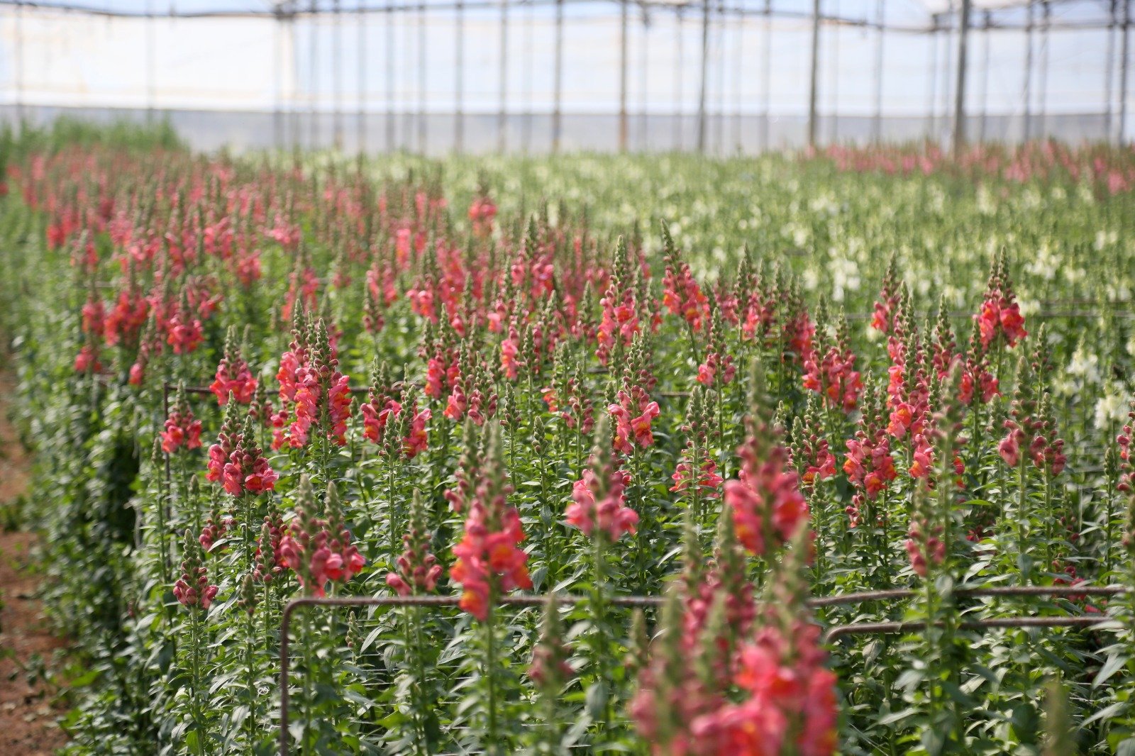 A N T A L Y A D A N A V R U P A Y A Y E N I C I C E K A S L A N A 1235411 367388