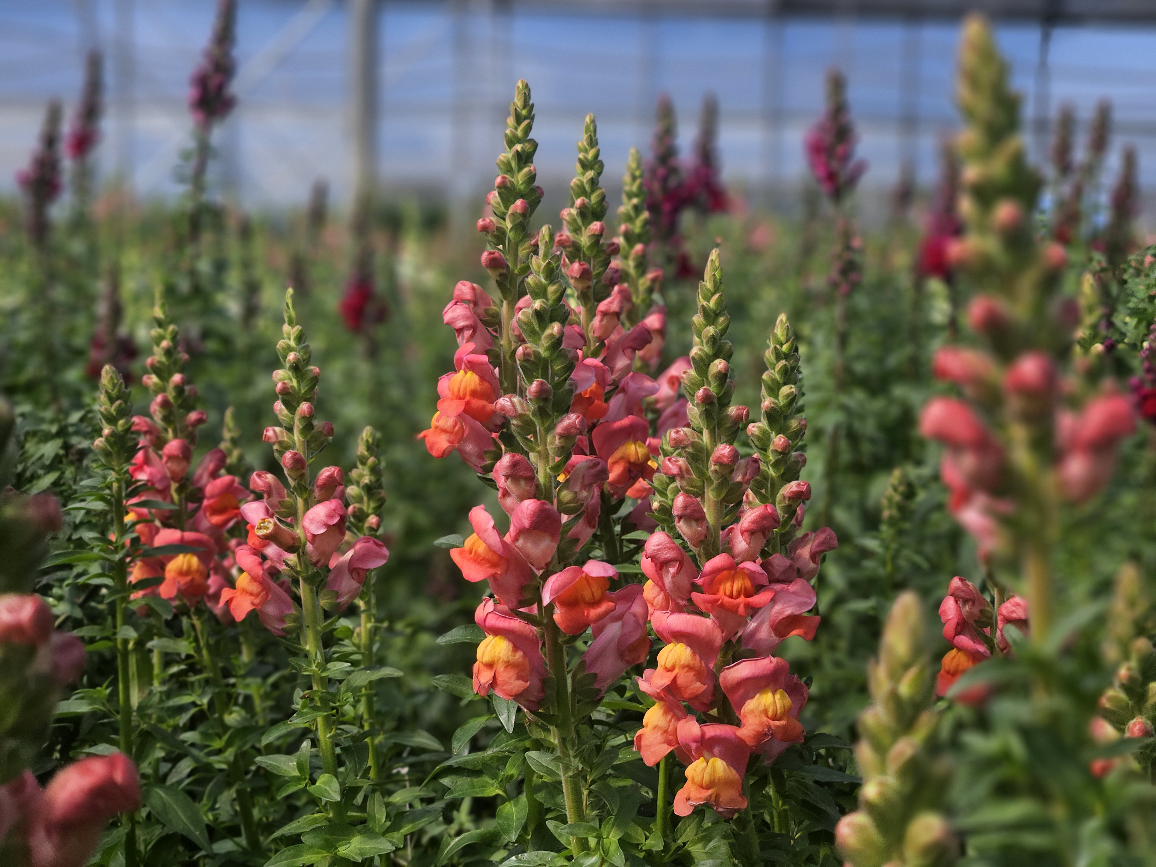 A N T A L Y A D A N A V R U P A Y A Y E N I C I C E K A S L A N A 1235412 367388