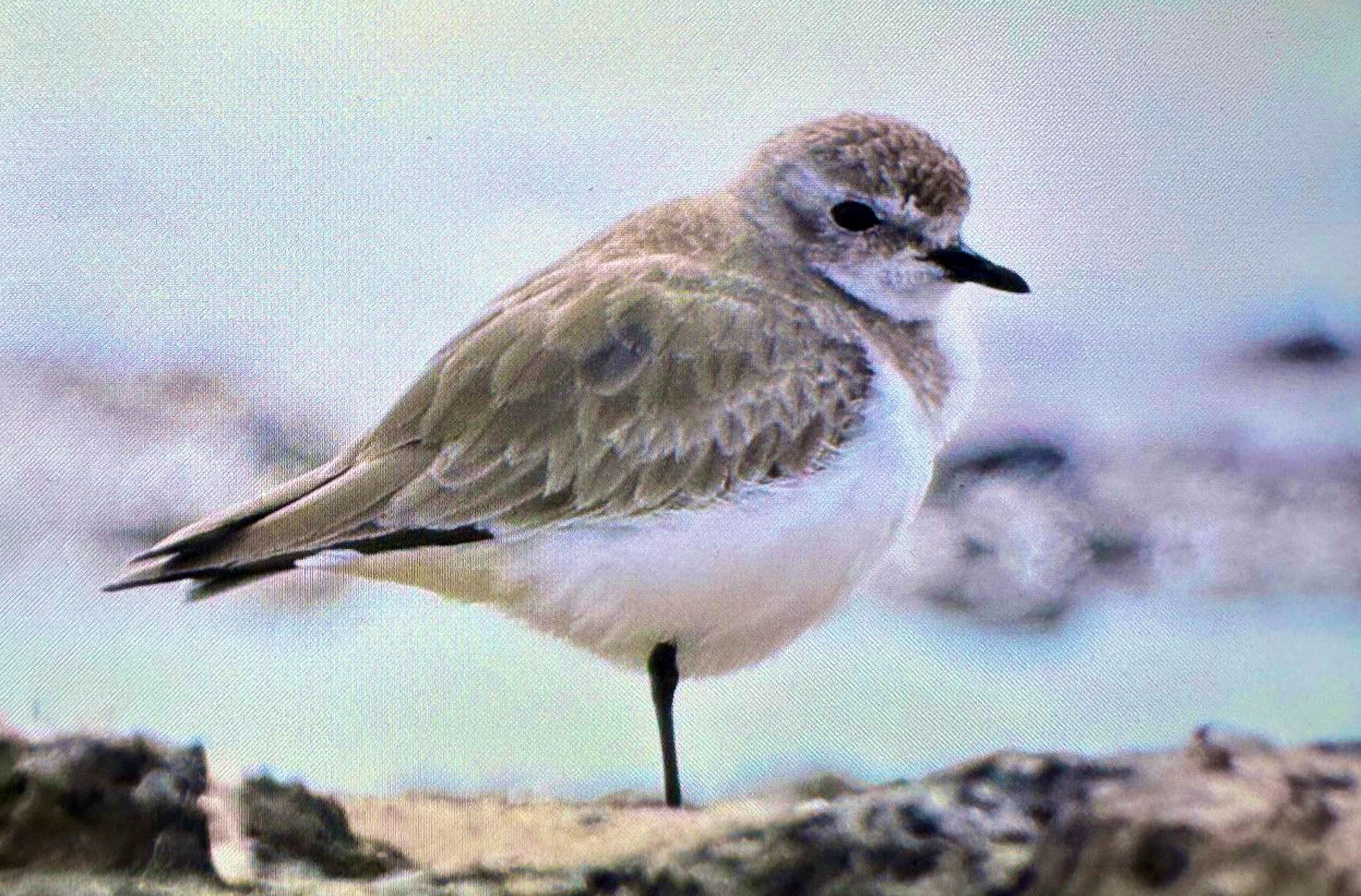 A N T A L Y A D A R E N K L I B A H A R G O C U 3 G U N D E 10 1226256 364675