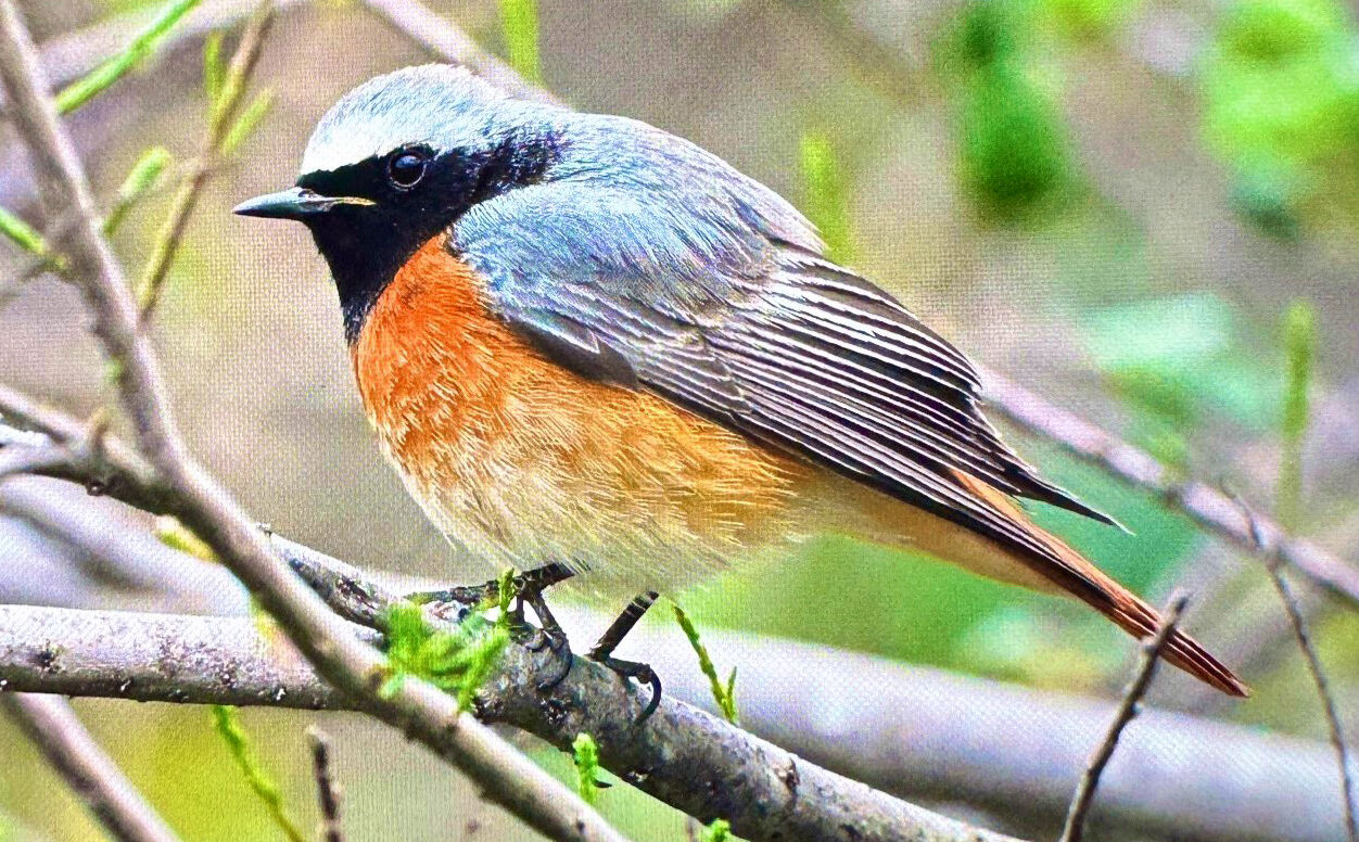 A N T A L Y A D A R E N K L I B A H A R G O C U 3 G U N D E 10 1226260 364675