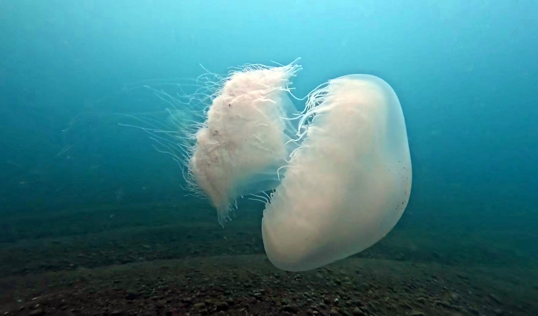 A N T A L Y A K O R F E Z I N D E P O Y R A Z E T K I L I O L D U 1234181 367039