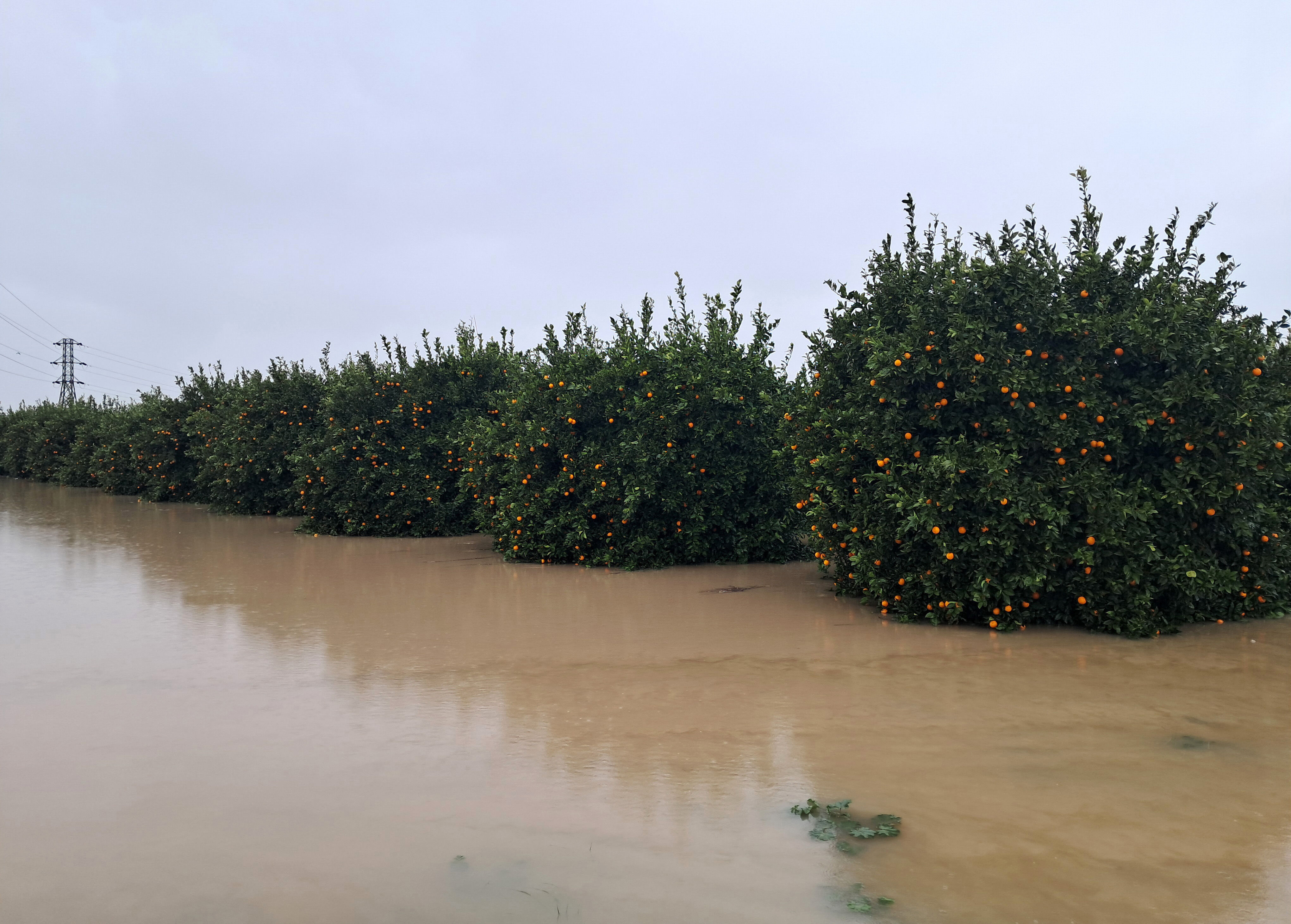 A S I R I H A V A O L A Y L A R I N O R M A L L E S T I 1 Y I L K 1195108 355330