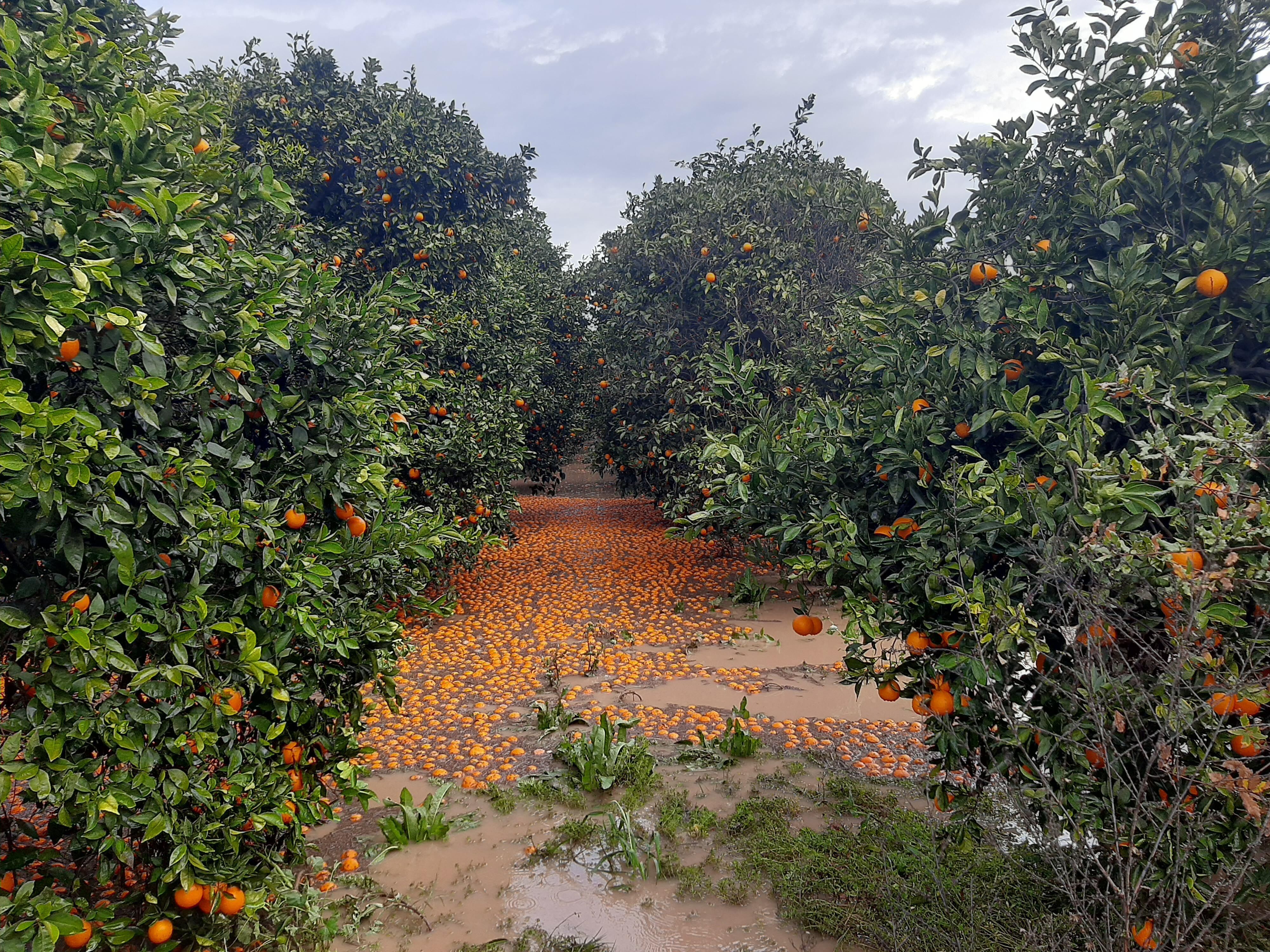 A S I R I H A V A O L A Y L A R I N O R M A L L E S T I 1 Y I L K 1195109 355330