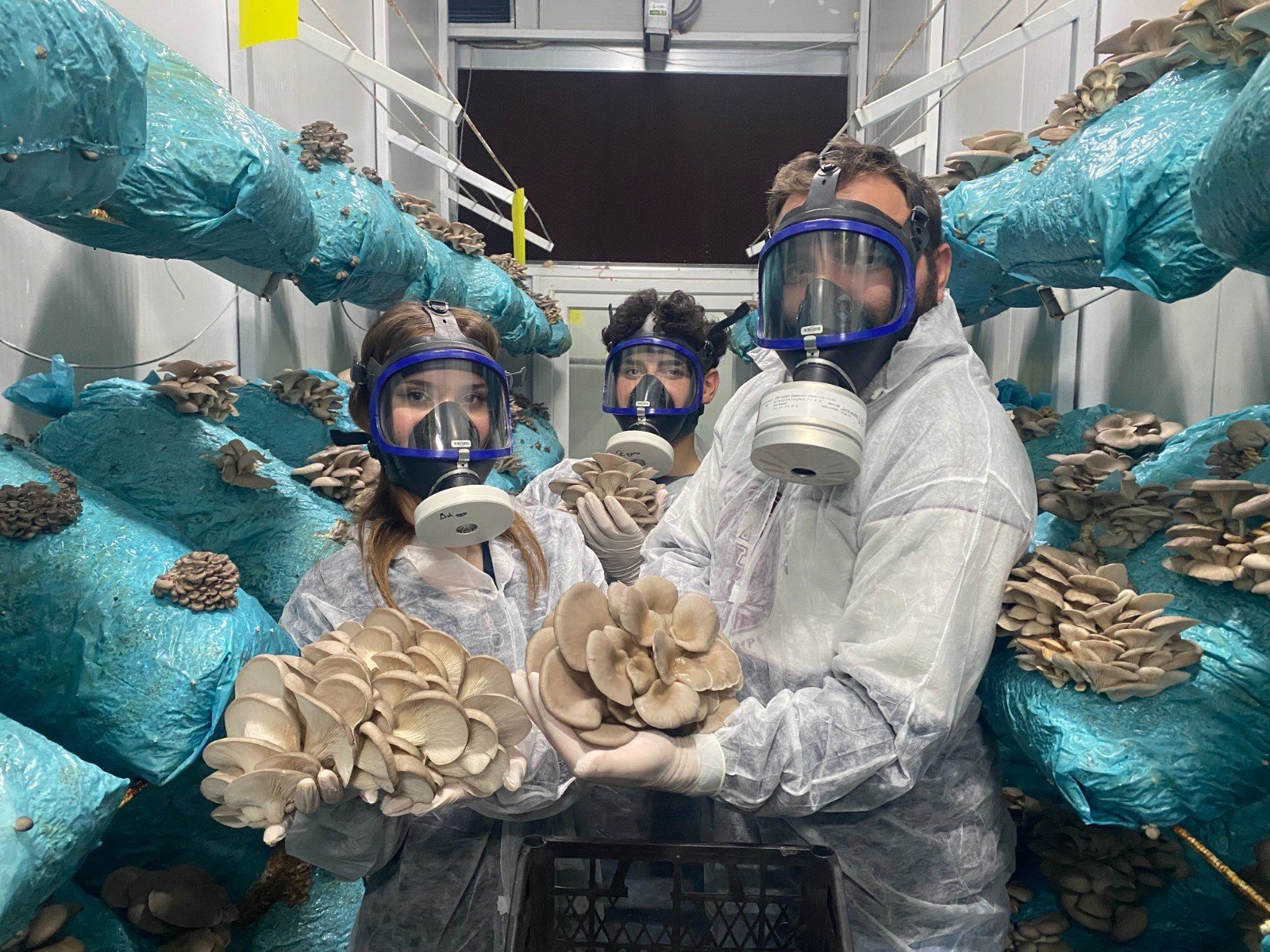 Günde 1 tona yakın hasat elde ediyor