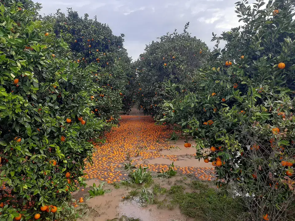 Antalya Tarımında Afet Bilançosu Zarar 3 Milyar Lirayı Bulabilir! 2