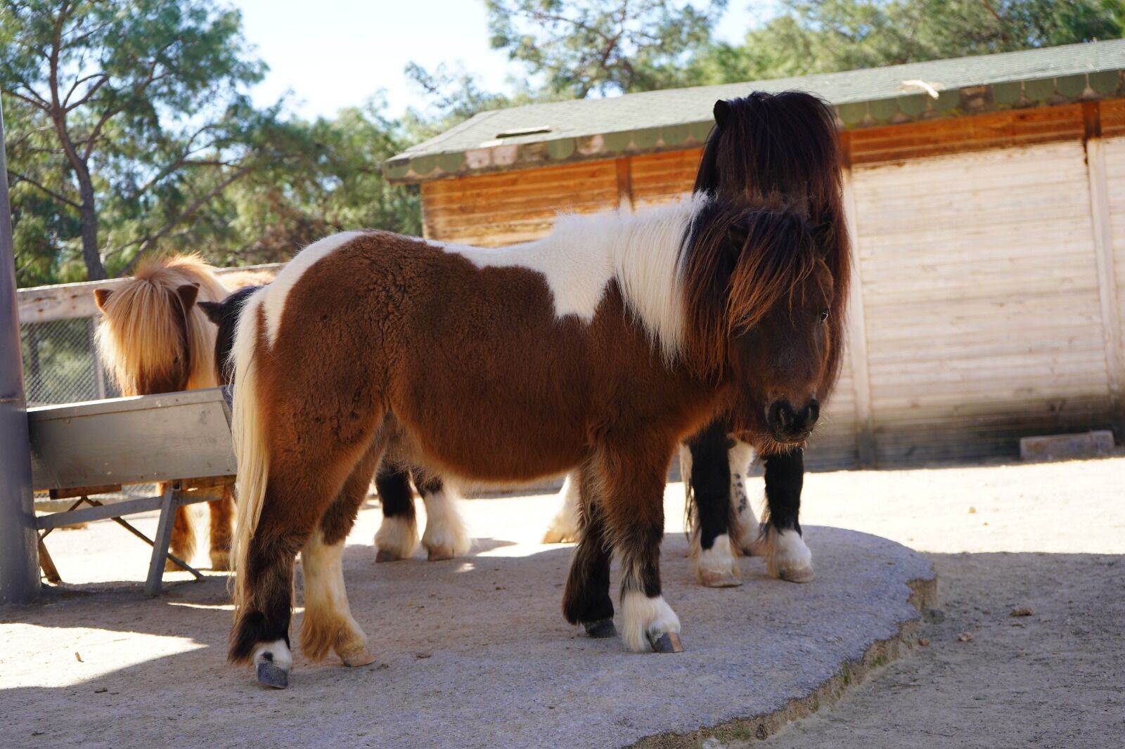 B A Y R A M D A D O G A N M I D I L L I S E K E R 1 Y A S I N A 1217765 362118