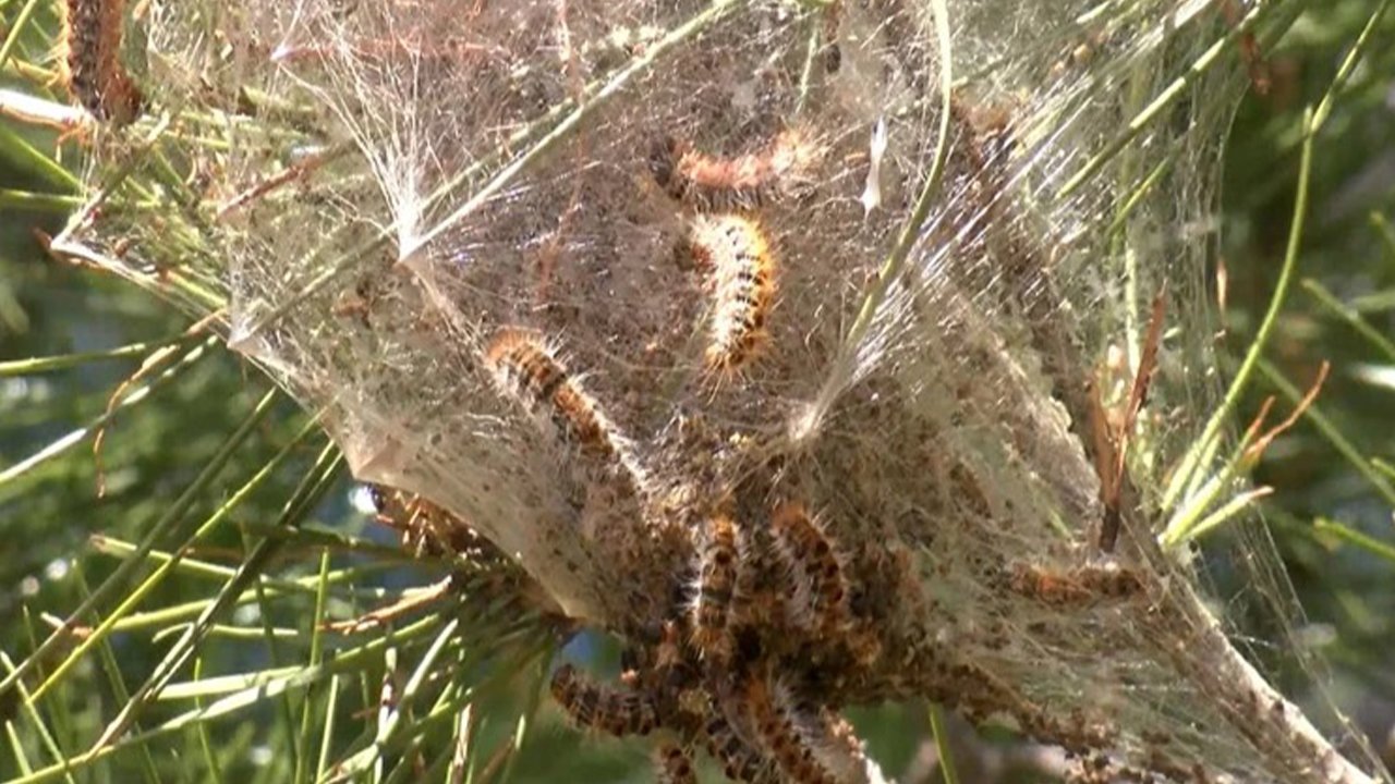 Antalya’da çam kese böceği alarmı