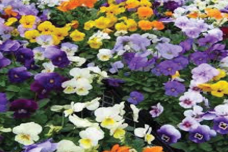 MEVSİMLİK ÇİÇEK TOHUMU ALIMI