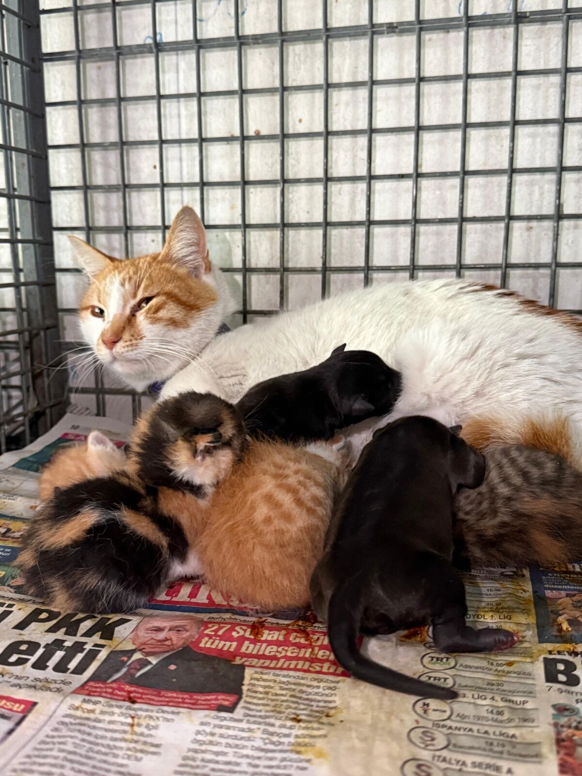 Gebe Kopek Oldu Yavrulara Anne Kedi Sah 1226014 364566 (1)