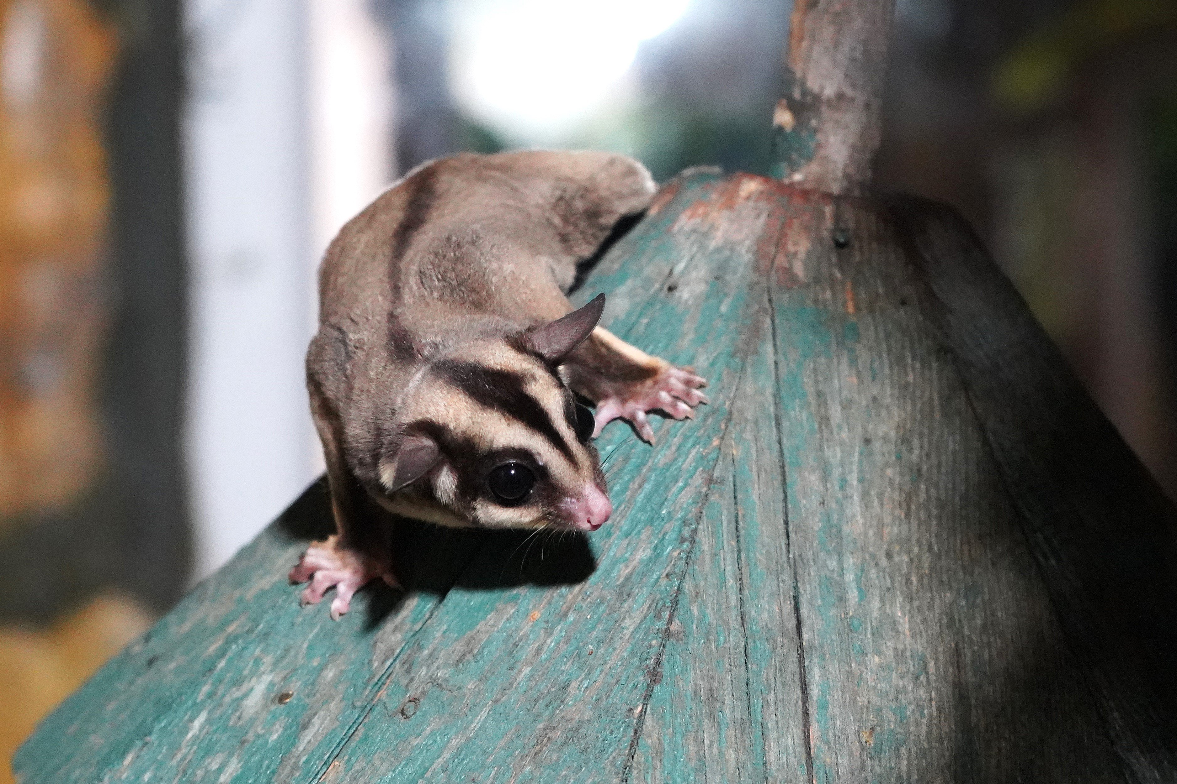 Kaçak bakılan 'uçan sincaplar' rehabilitasyona alındı