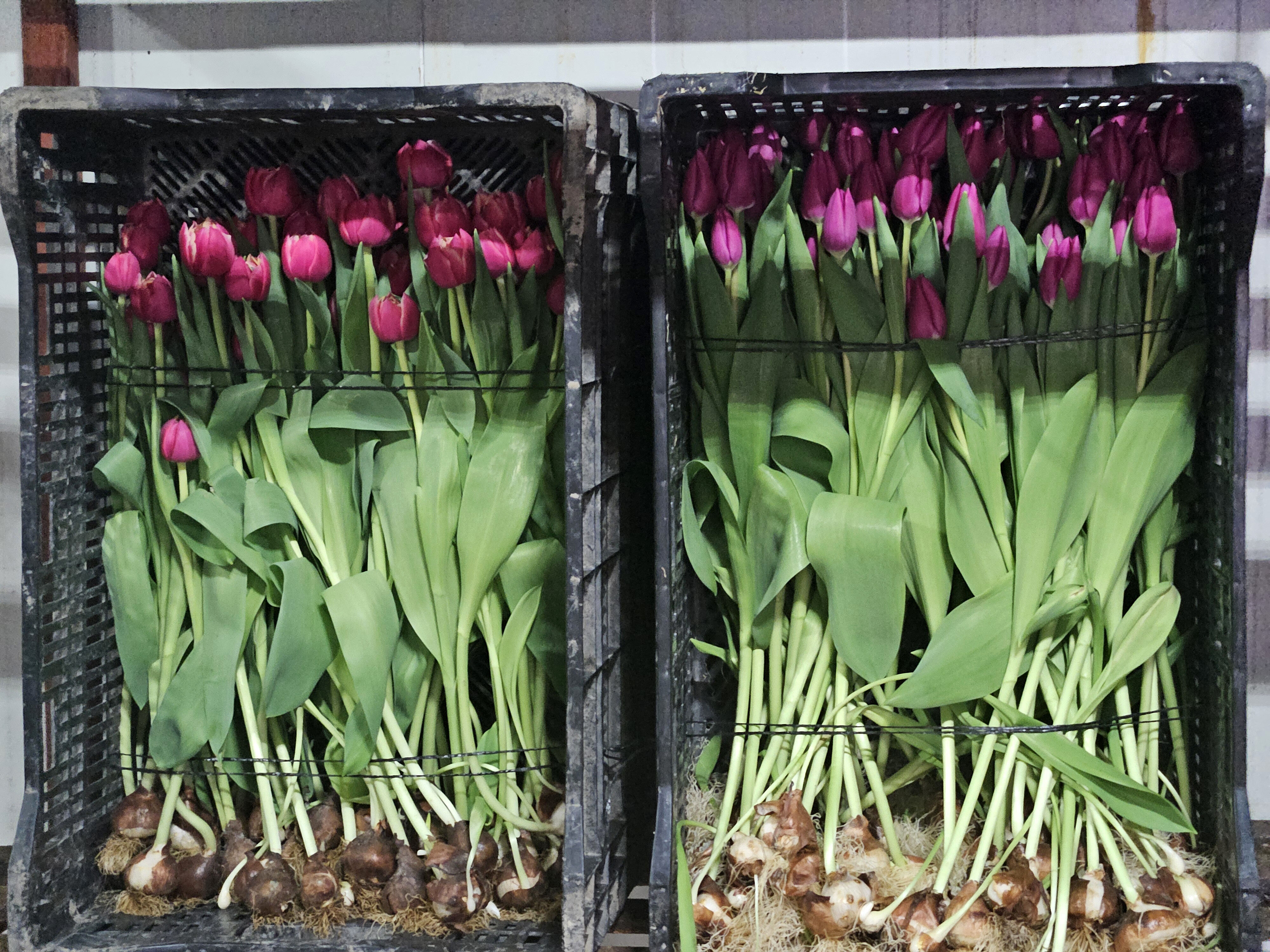 K A D I N L A R G U N U N E O Z E L S U D A L A L E U R E T I M I 1192359 354368