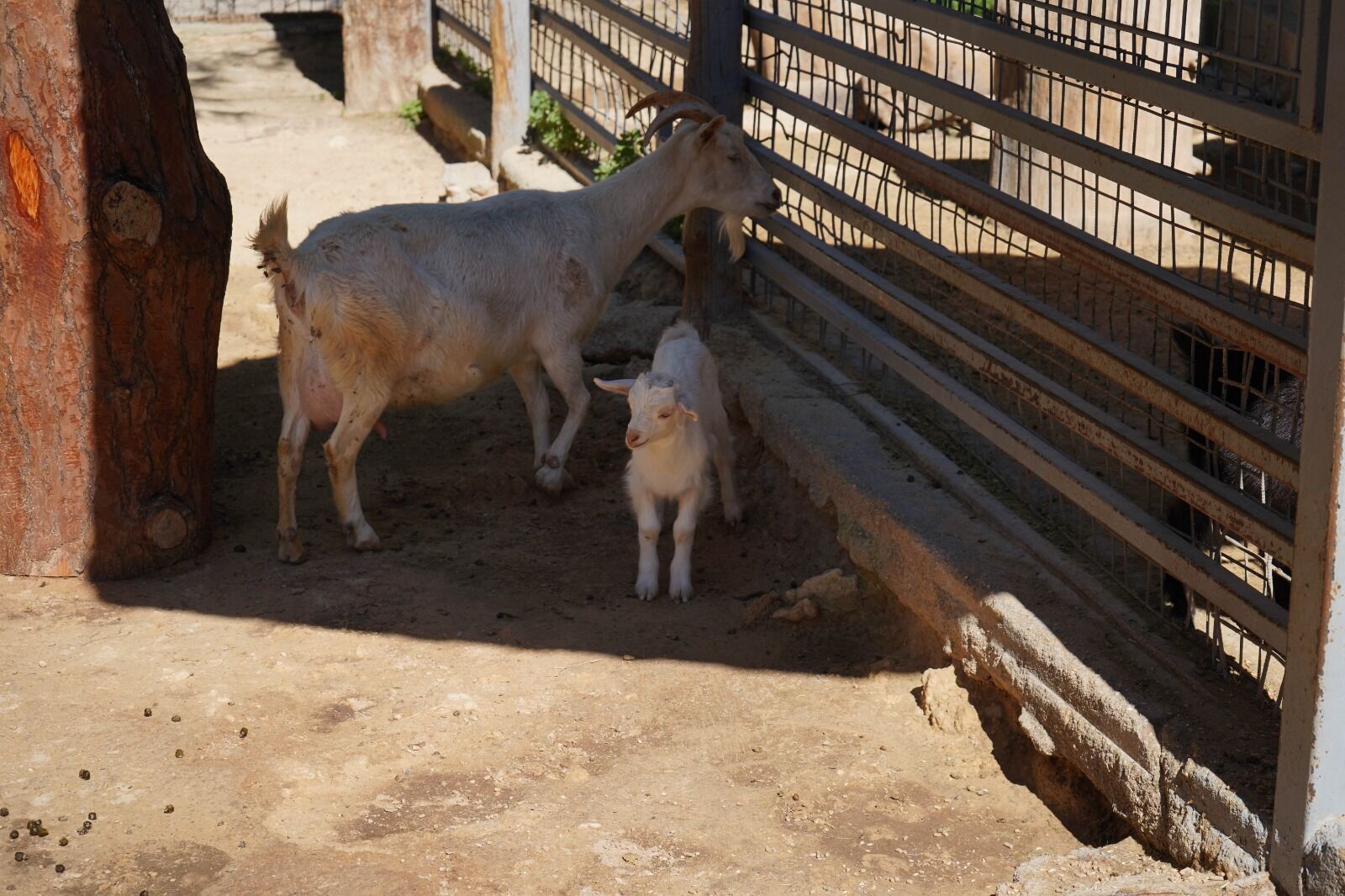 M I N I H A Y V A N A T B A H C E S I N D E Y A V R U S E V I N C I 1214566 361166