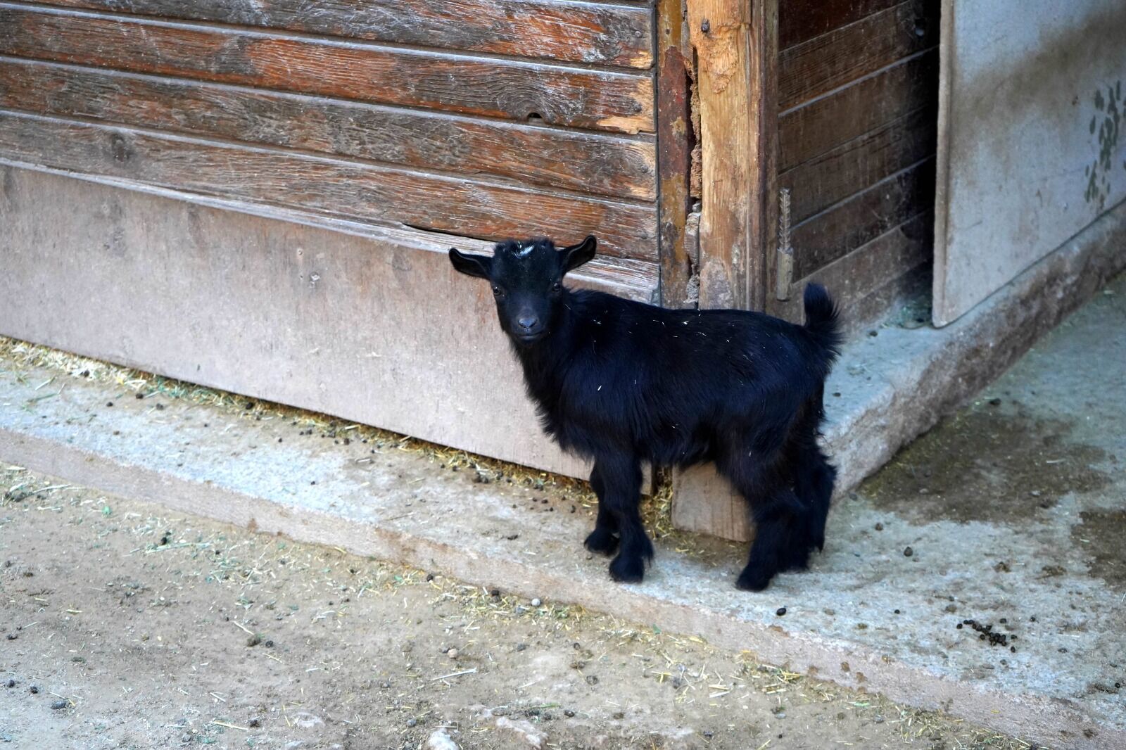 M I N I H A Y V A N A T B A H C E S I N D E Y A V R U S E V I N C I 1214571 361166