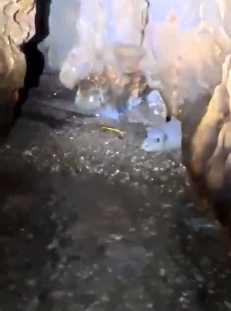 N E S L I T E H L I K E D E K I A K D E N I Z F O K U Y U V A L A R I N 1206550 358783