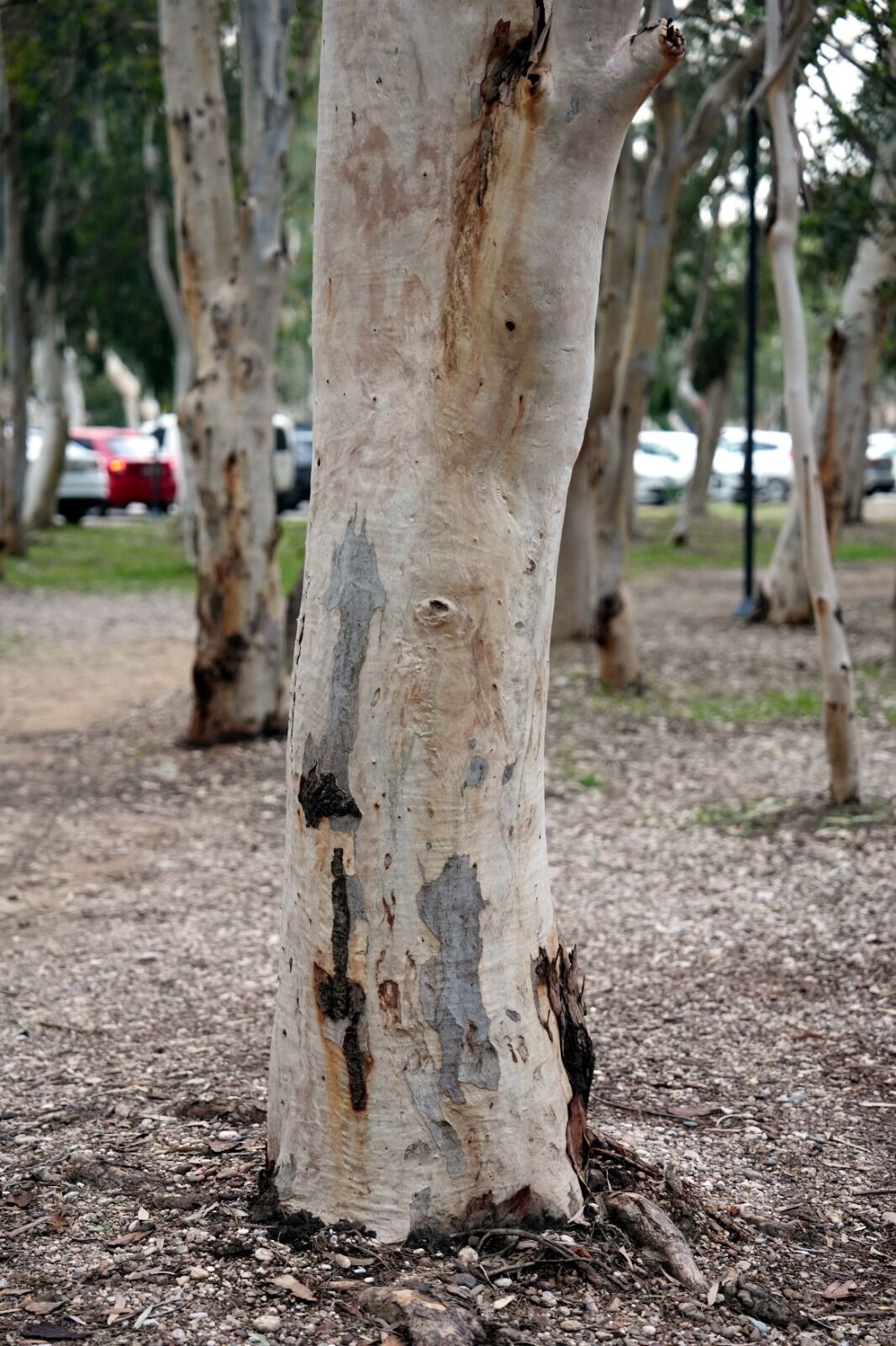 O K A L I P T U S A G A C L A R I N I N H E P S I K O K L E N M E L I 1214789 361225