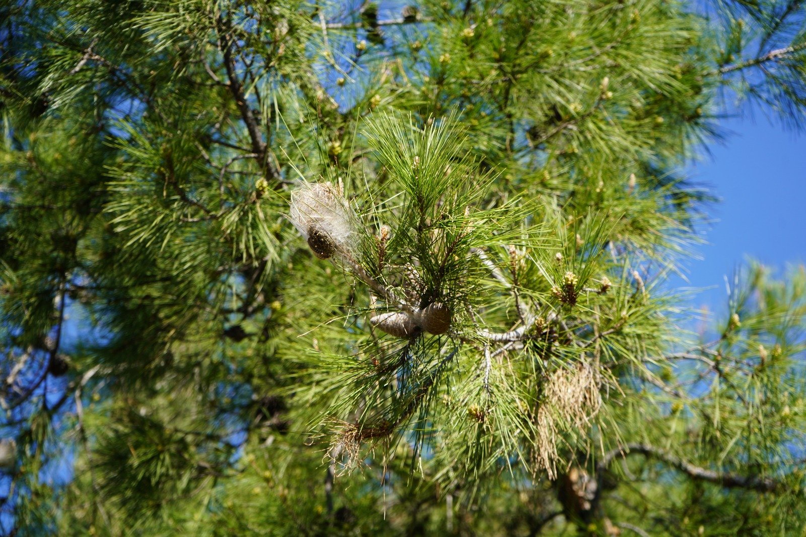 Ormanlarda sessiz tehlike