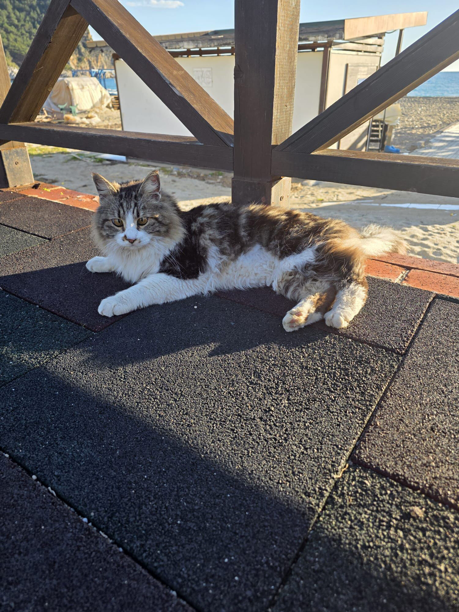 T E L C I T T E M A H S U R K A L A N K E D I Y I B E L E D I Y E E 1191769 354180