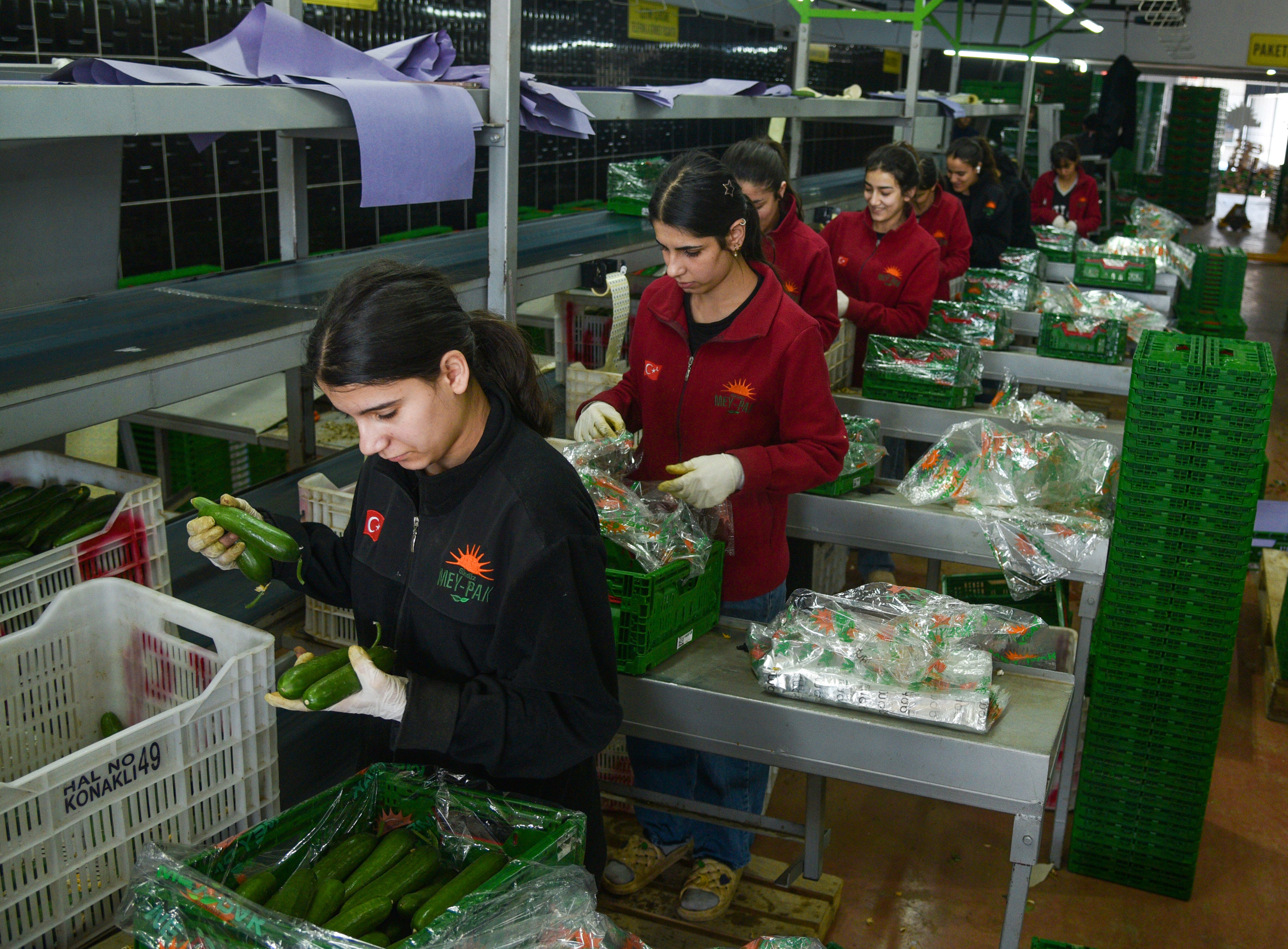 T U R K I Y E N I N S E B Z E T U K E T I M I N I N Y A R I S I N I K 1224933 364230