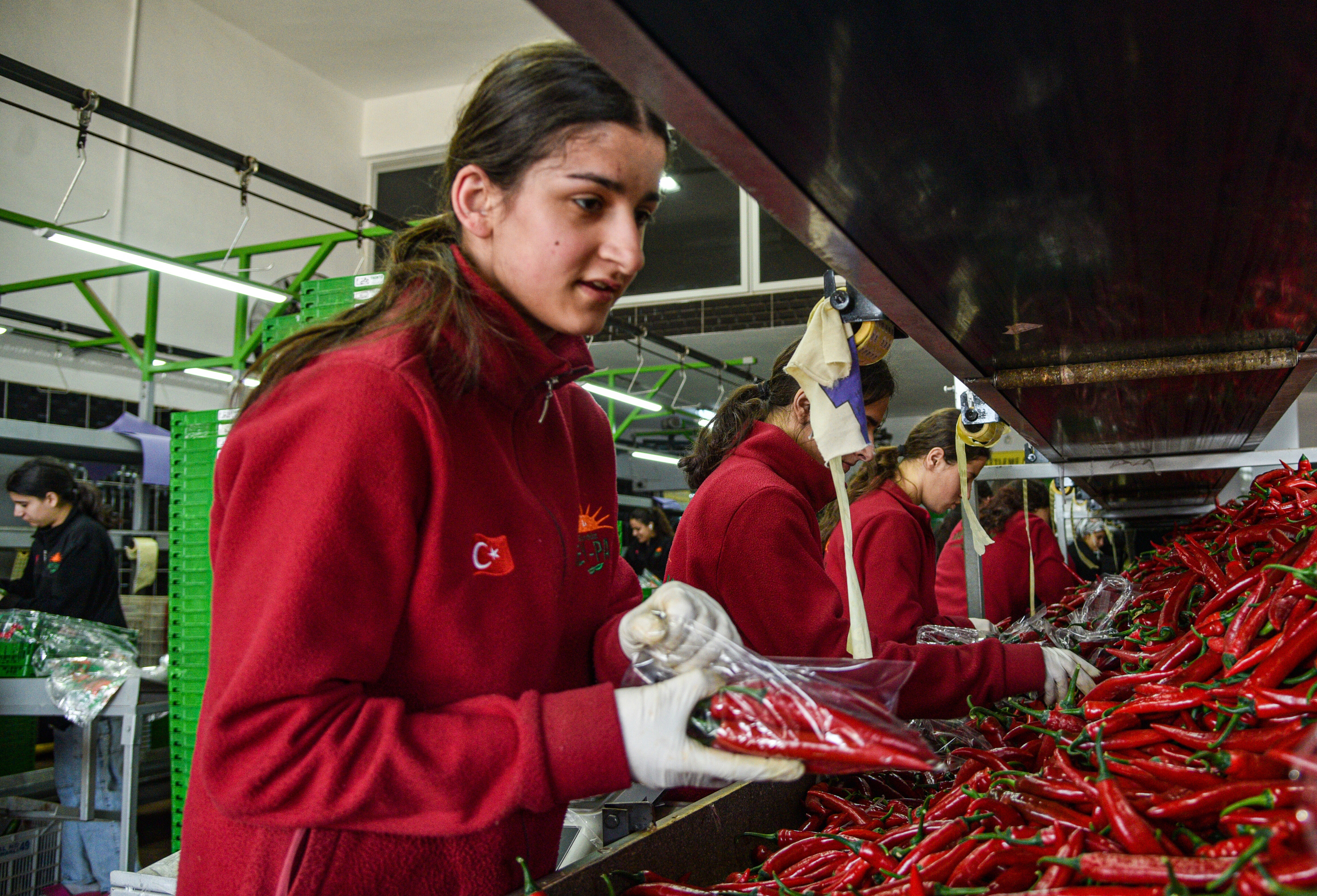 T U R K I Y E N I N S E B Z E T U K E T I M I N I N Y A R I S I N I K 1224934 364230