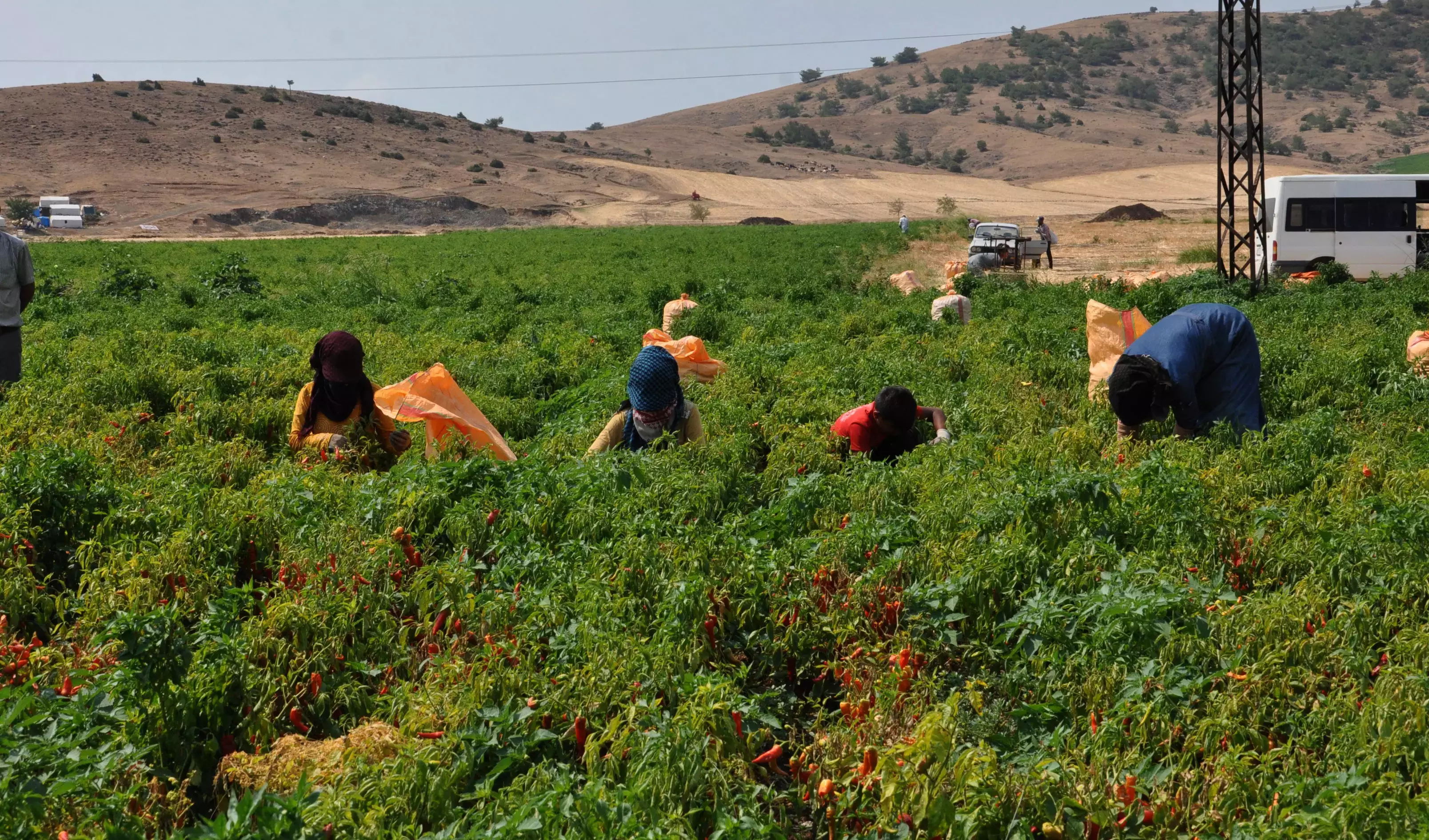 Tarim İşçi̇si̇ 3